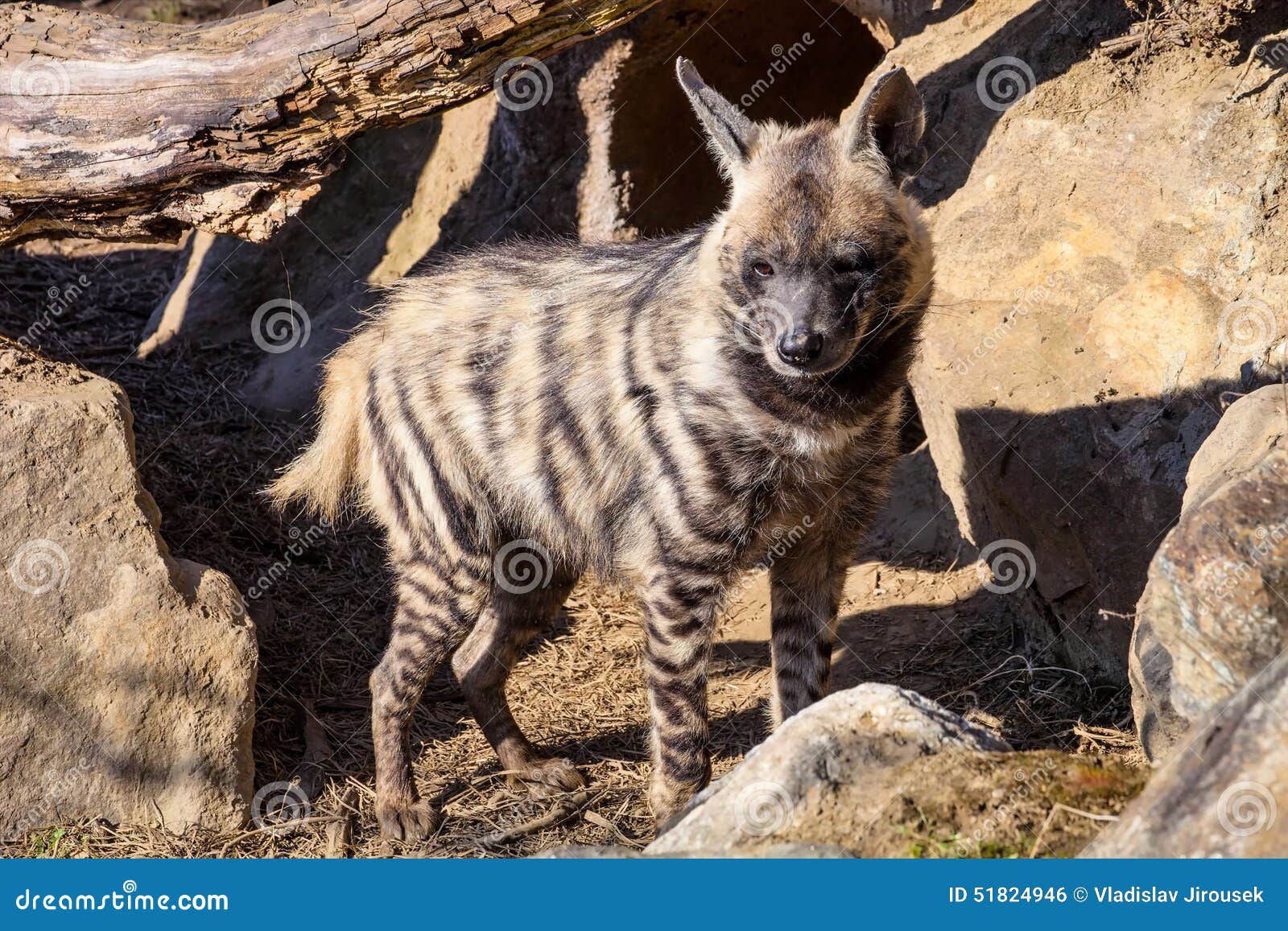 Striped Hyaena, Hyaena Hyaena, Stock Photo Image of wildlife, hyaena