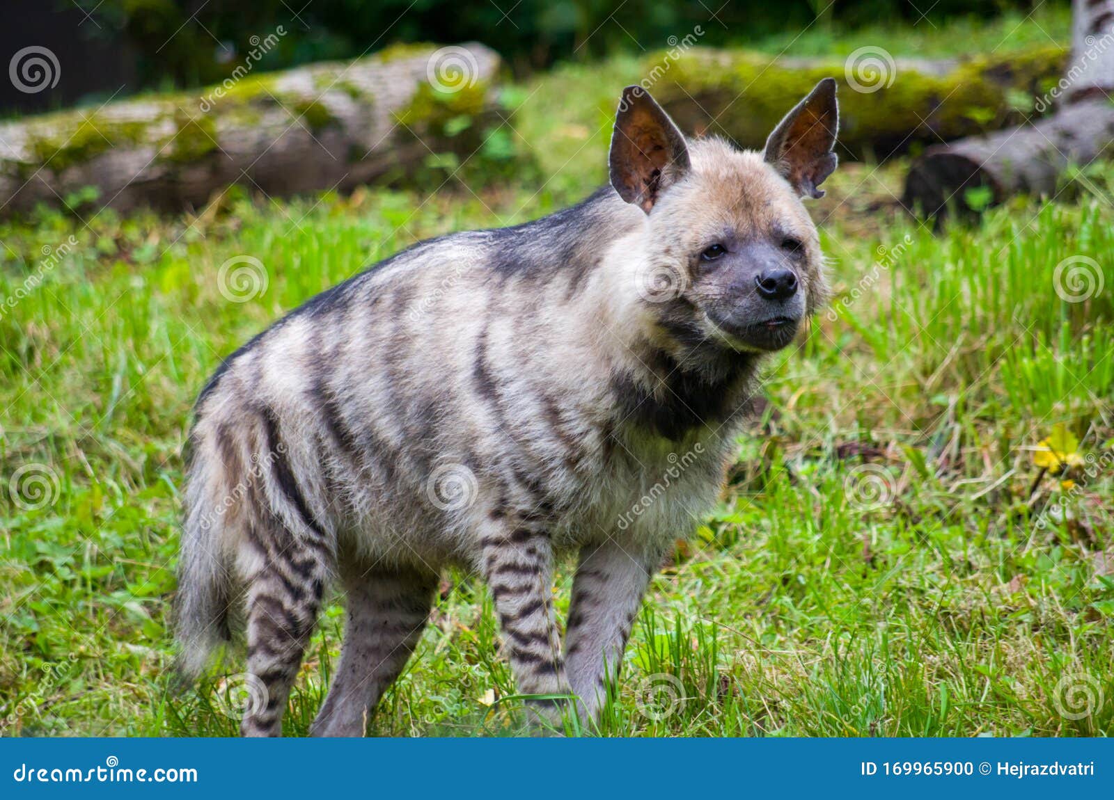 striped hyena male