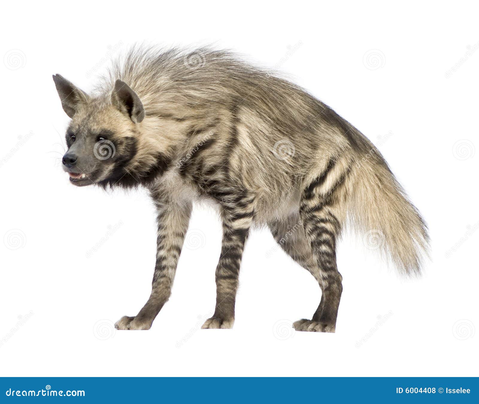 striped hyena - hyaena hyaena