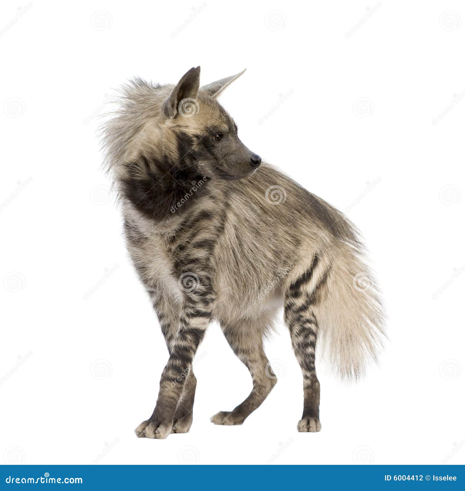 striped hyena - hyaena hyaena