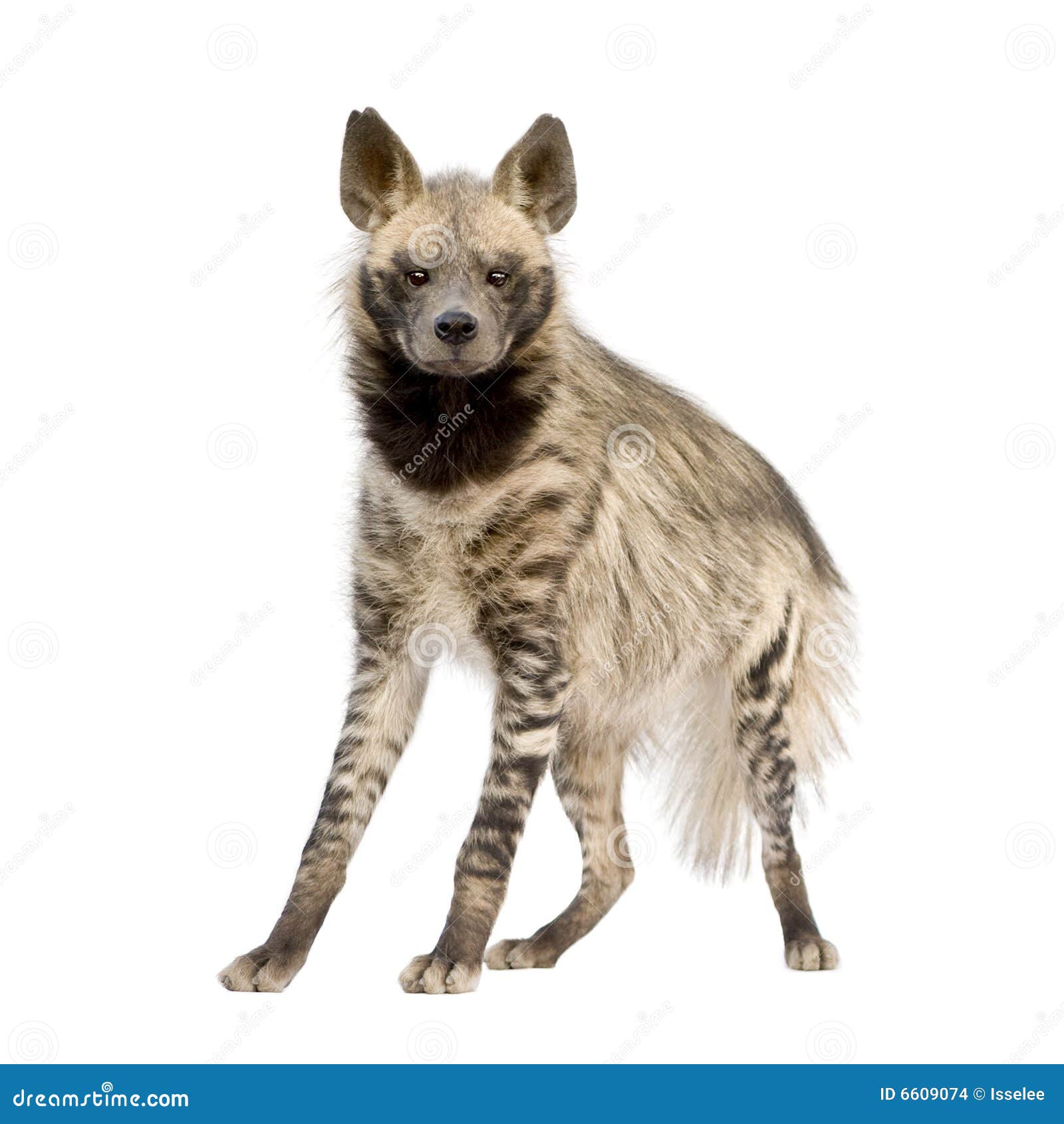 striped hyena - hyaena hyaena