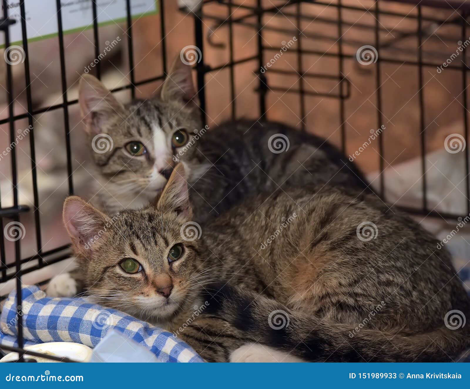 Striped Kittens in a Cage in a Shelter Stock Image Image of adult