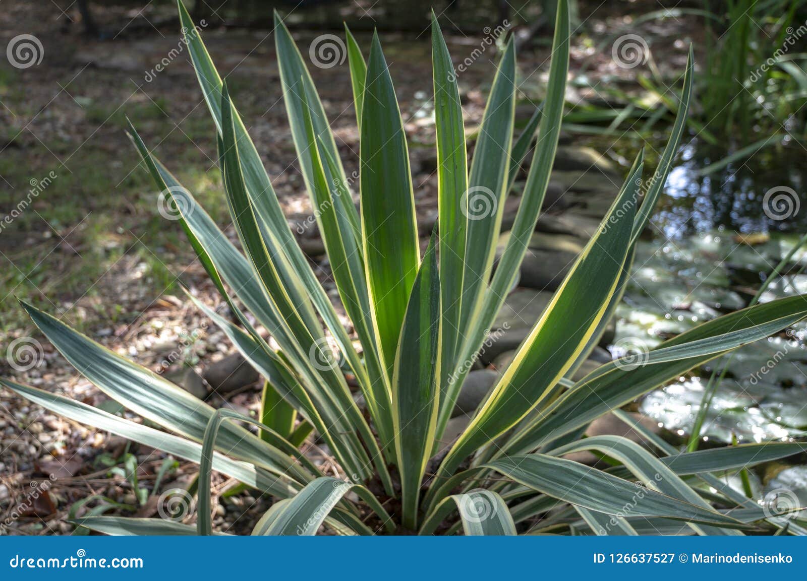 striped leaves yucca gloriosa in the natural light of the garden.