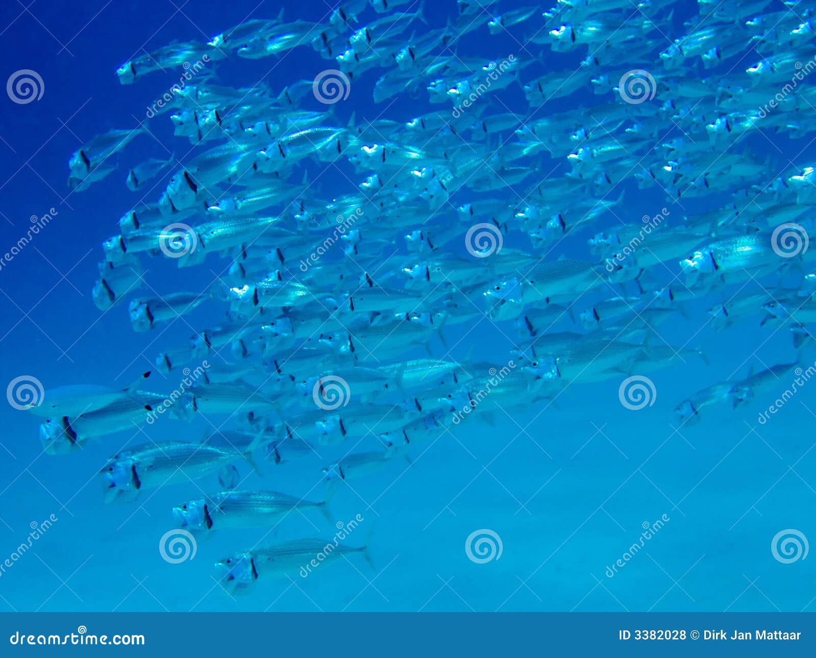 Striped Mackerel feeding stock photo. Image of egypt, vacation 3382028
