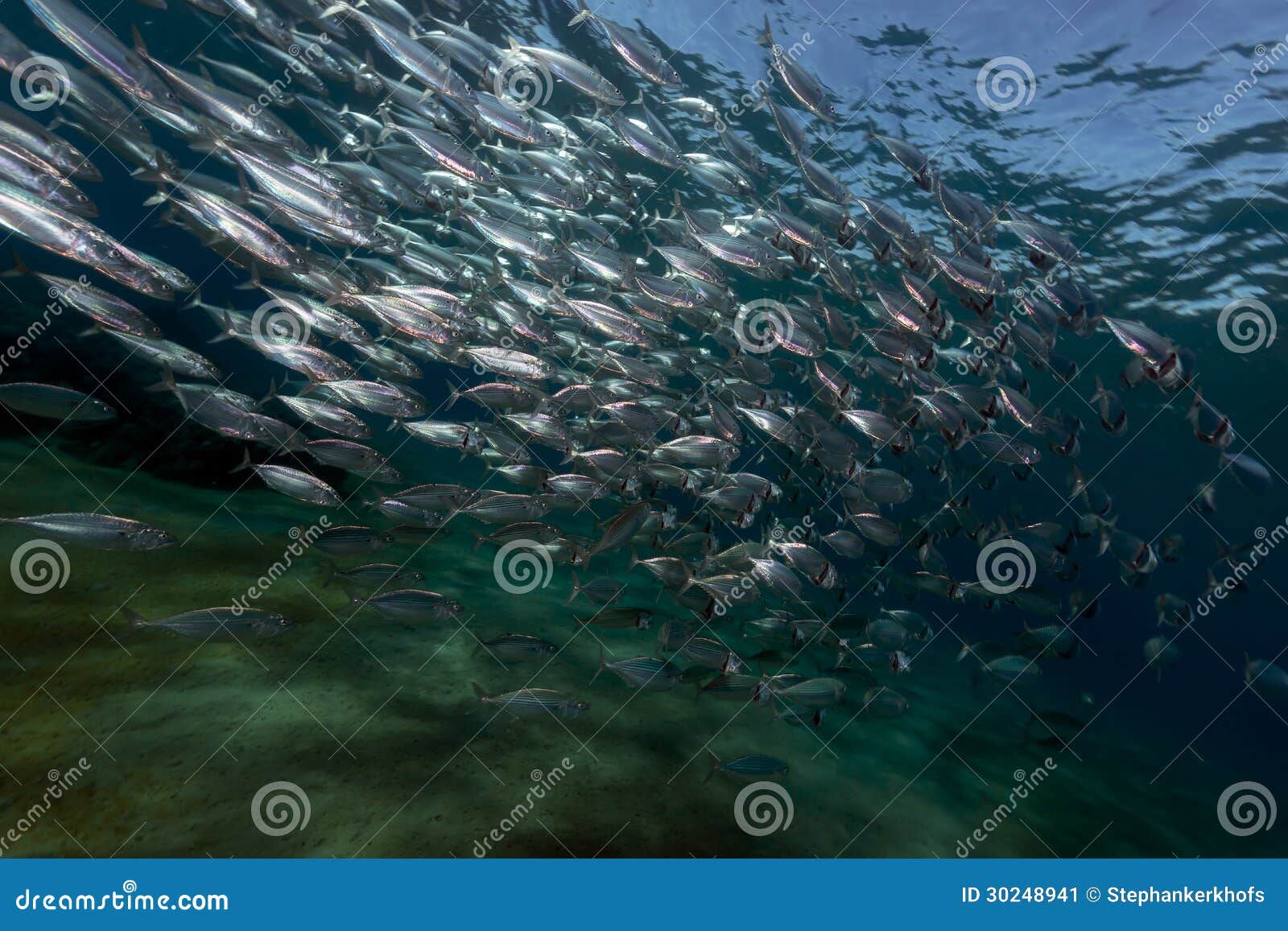 Striped Mackerel Feeding in the Red Sea. Stock Image Image of
