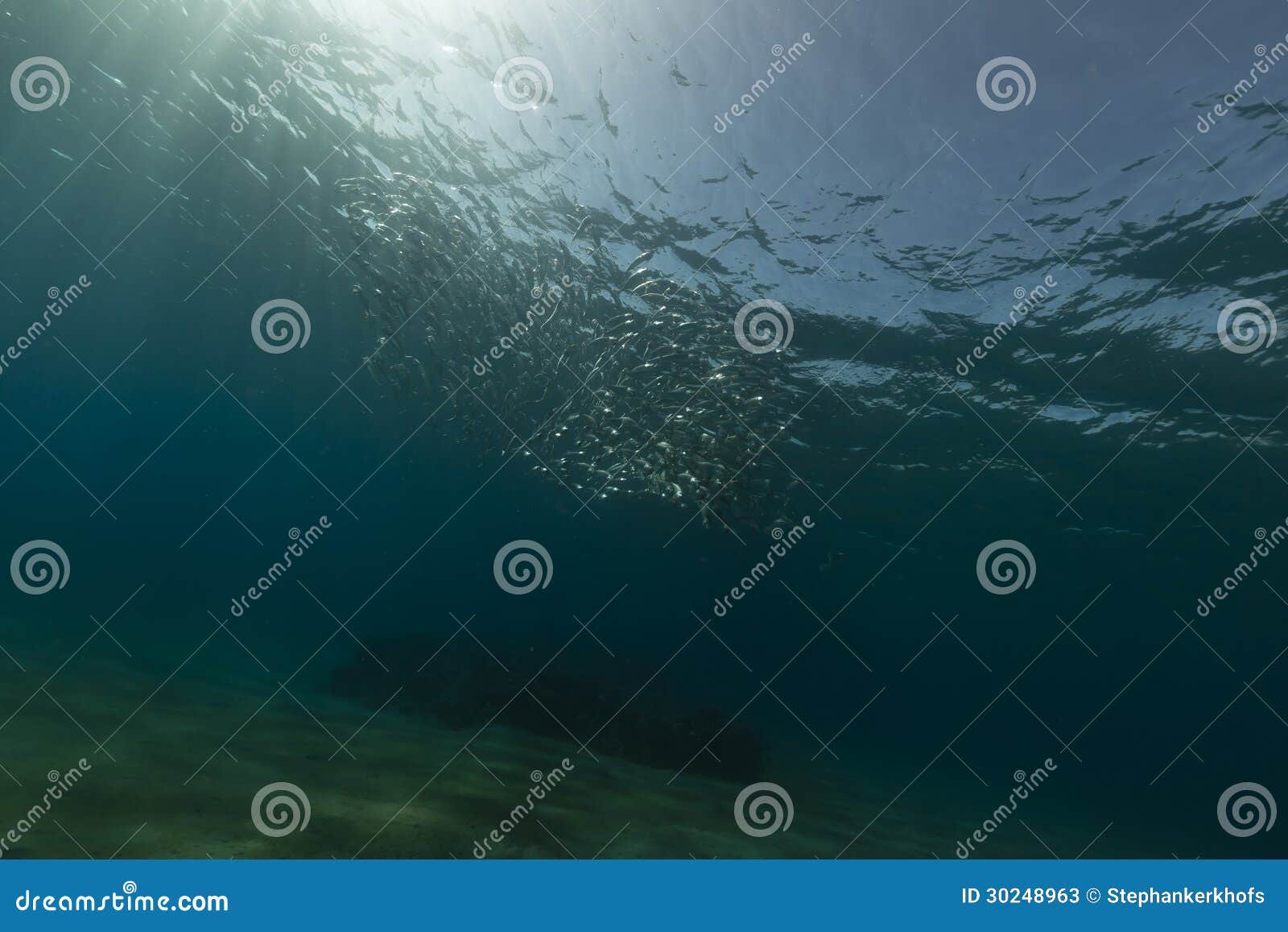 Striped Mackerel Feeding in the Red Sea. Stock Image Image of fish