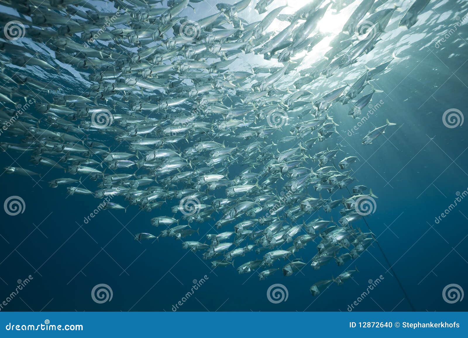 Striped mackerel and ocean stock photo. Image of aquatic 12872640