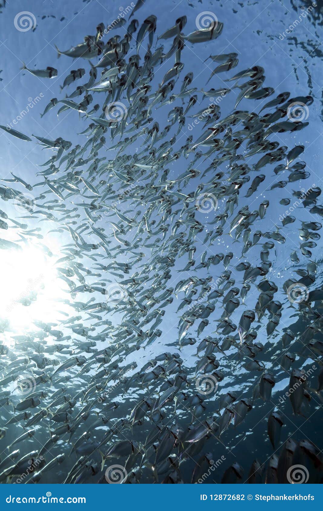 Striped mackerel and ocean stock photo. Image of fish 12872682