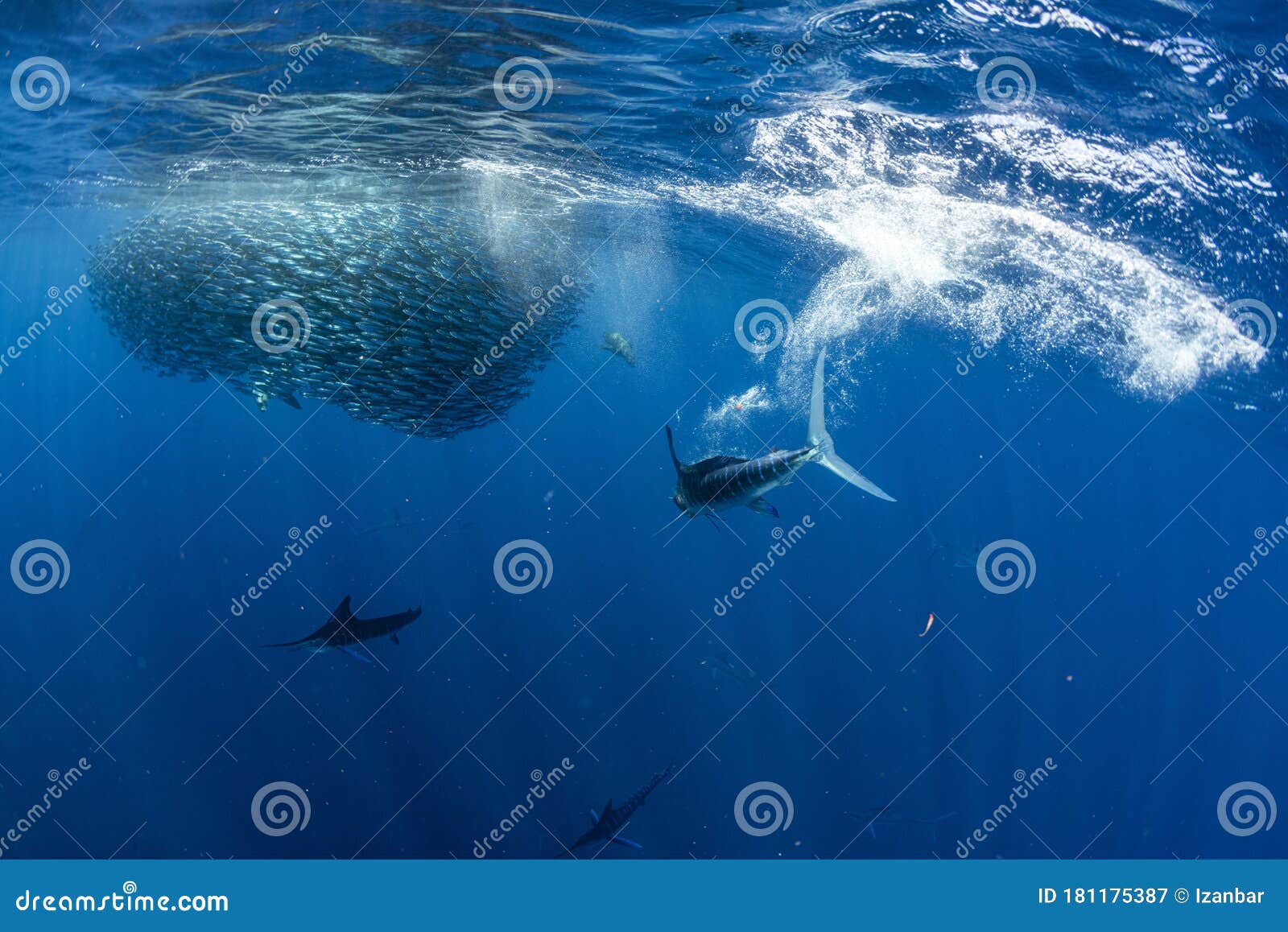 954 Bait Ball Stock Photos - Free & Royalty-Free Stock Photos from  Dreamstime