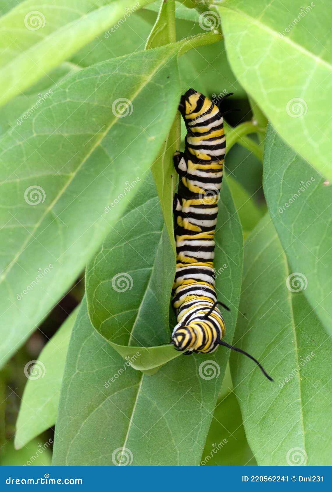 Striped Monarch Caterpillar Nibbles on Milkweed Leaf Stock Image ...
