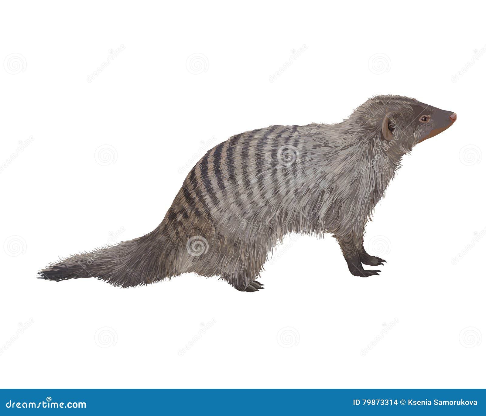 striped mongoose. realistic detailed 
