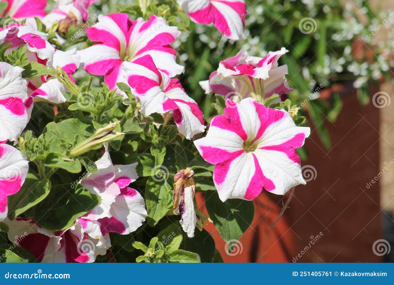 Striped Pink and White Flowers of Petunia Grandiflora Plant in Garden ...