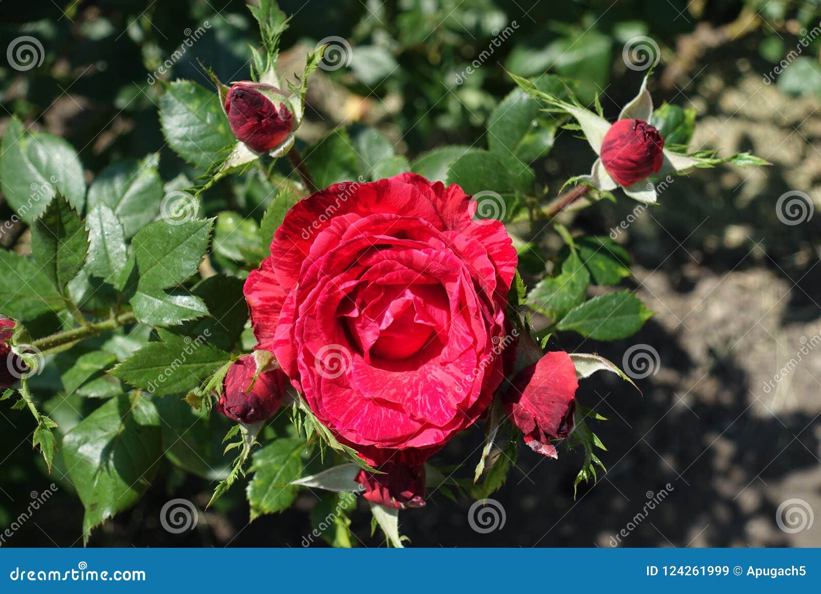 Striped red flower of rose stock image. Image of bloom 124261999