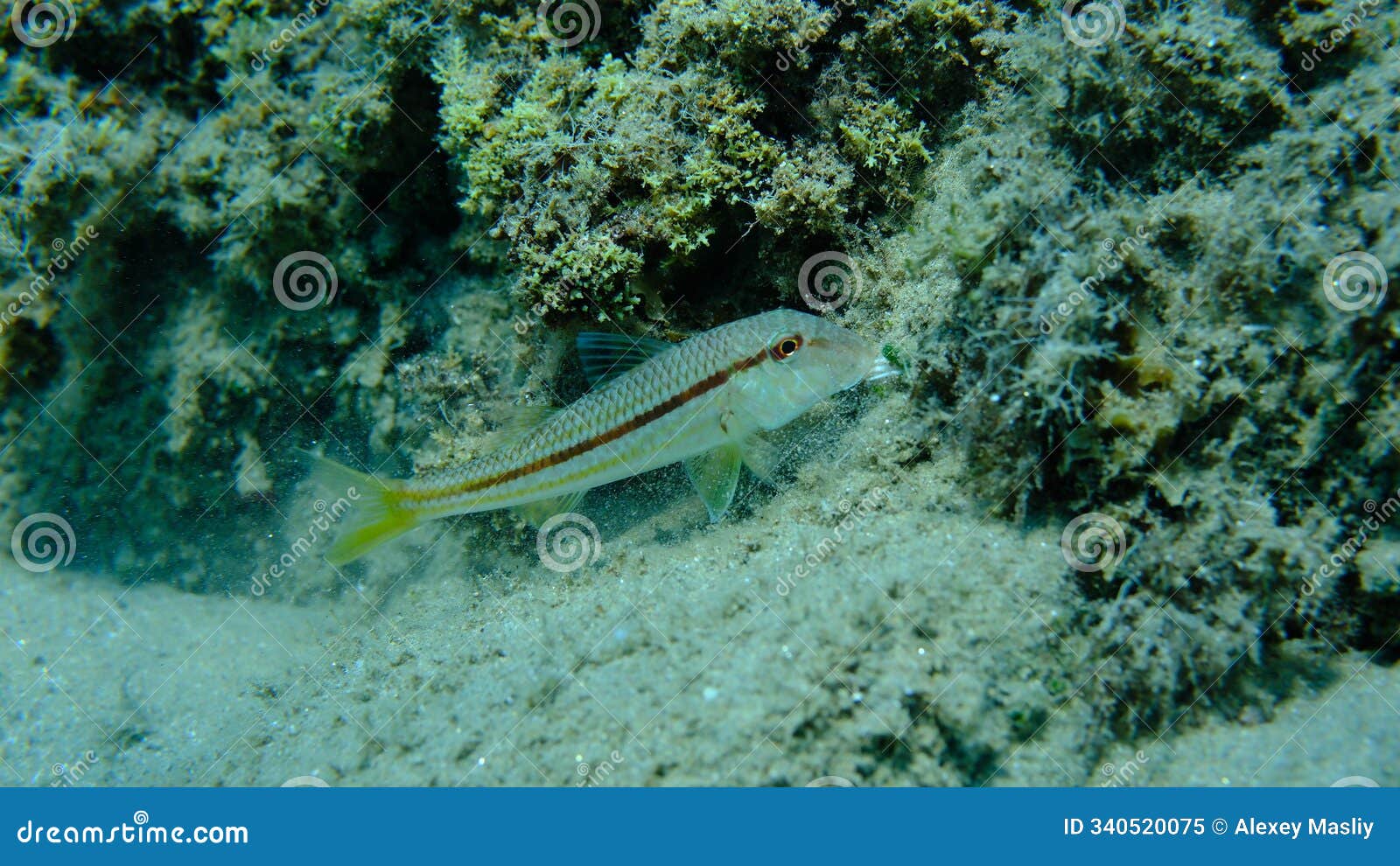 striped red mullet or surmullet (mullus surmuletus) undersea, aegean sea