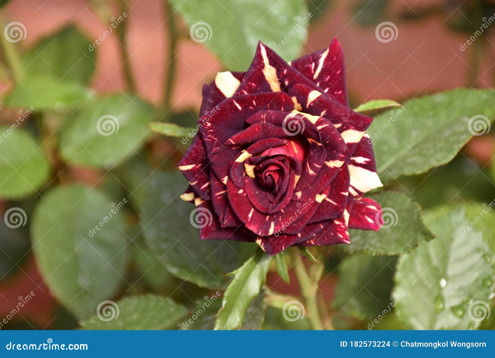 Red white striped rose stock photo. Image of valentine 182573224