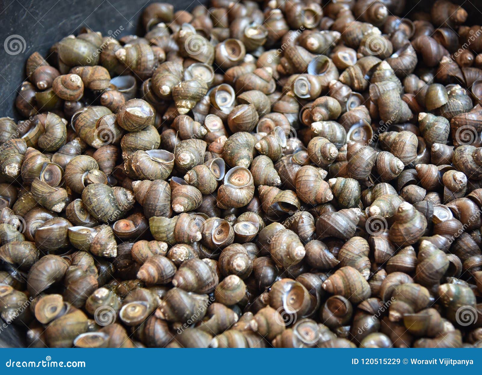 RIVER SNAIL stock image. Image of meal, seafood, snail 120515229