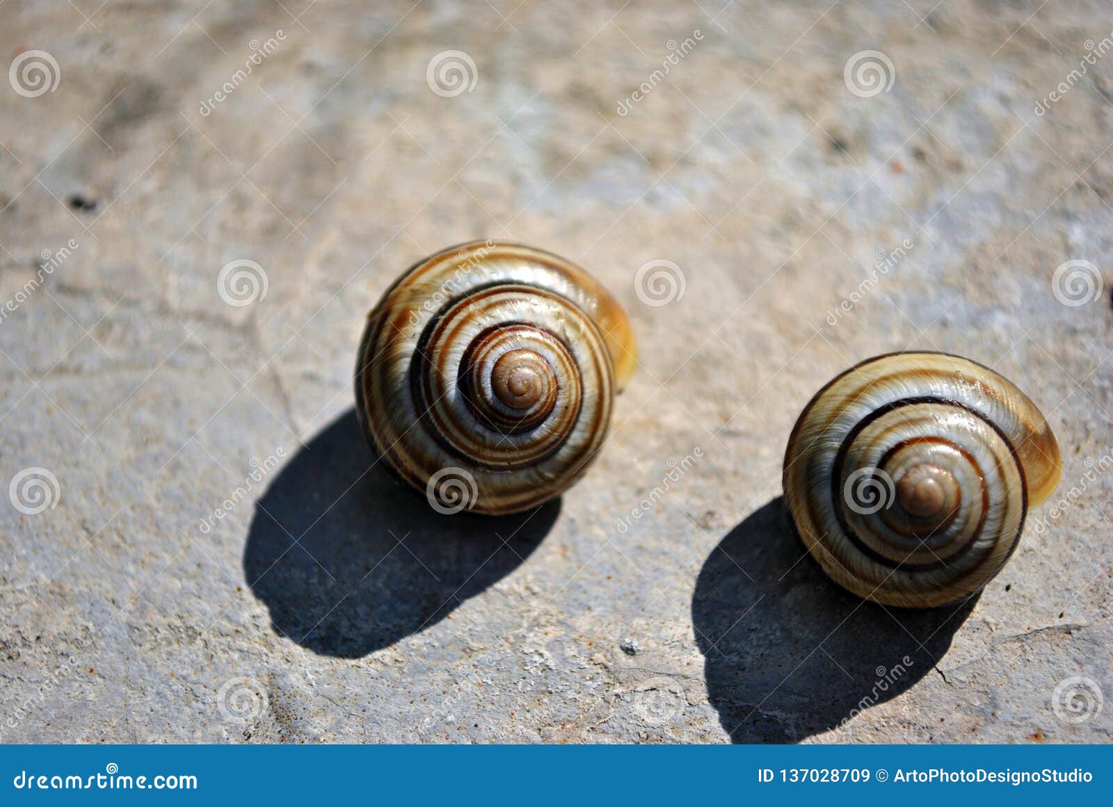 Striped Shells Of Theba Pisana White Garden Snail Sand Hill Snail White Italian Snail Grape Snail Stock Image Image Of Background Animalistic