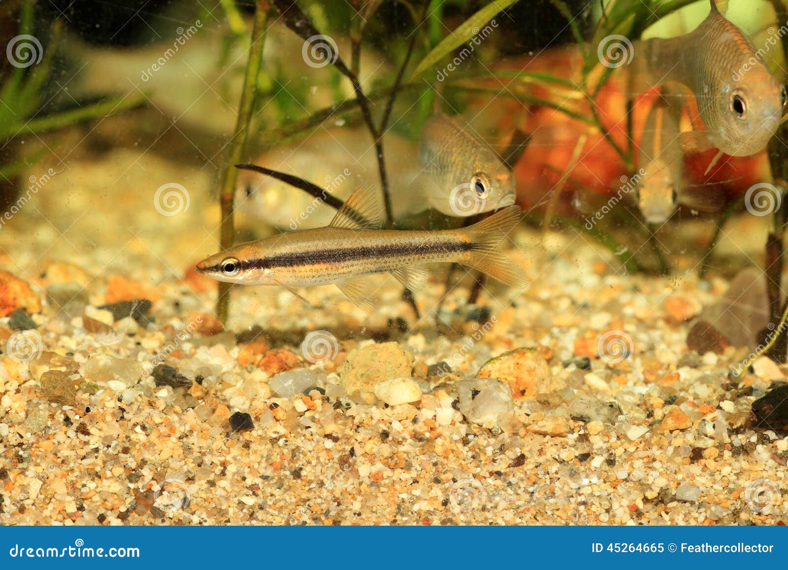 striped shiner