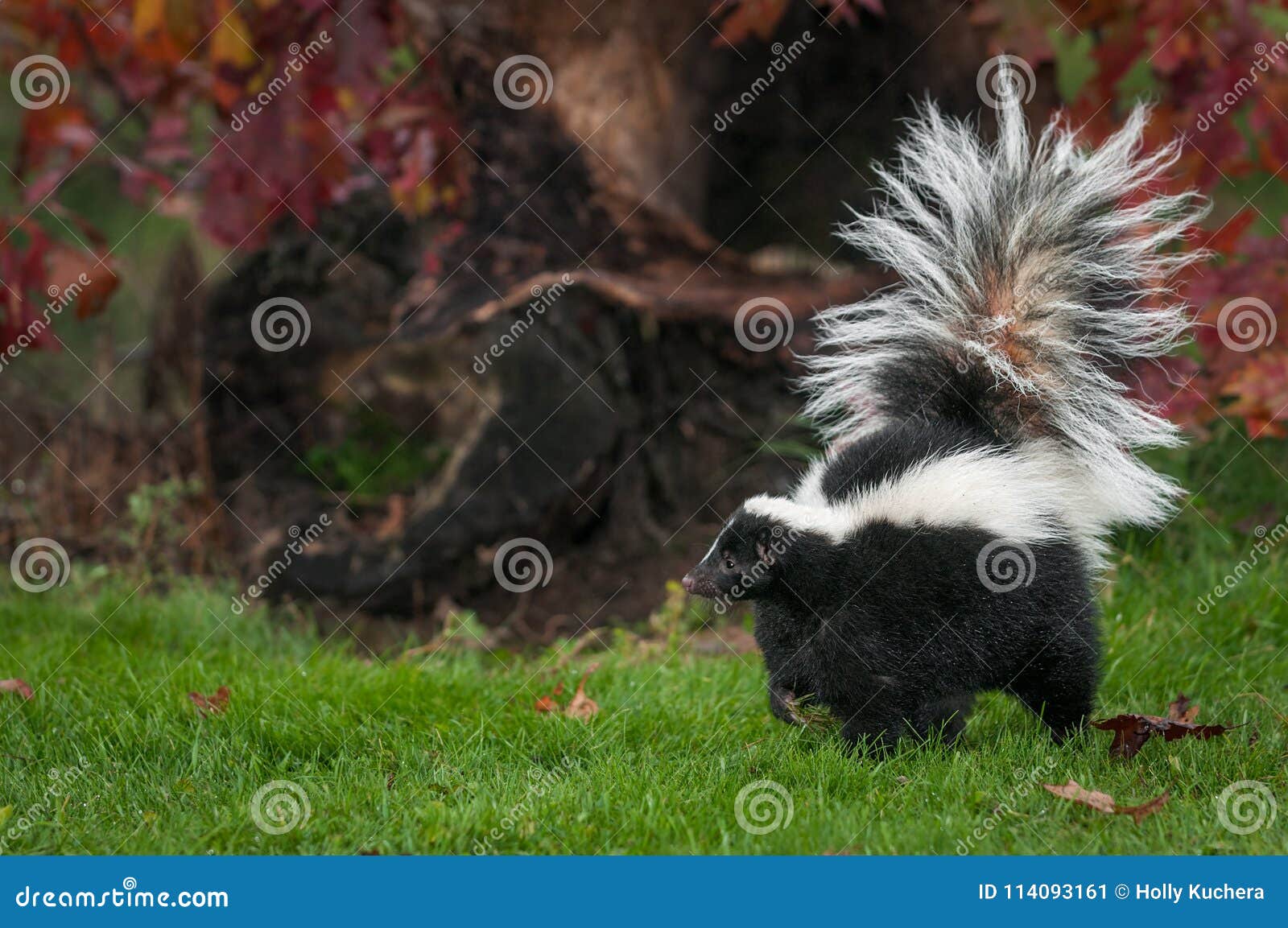 striped skunk mephitis mephitis walks left