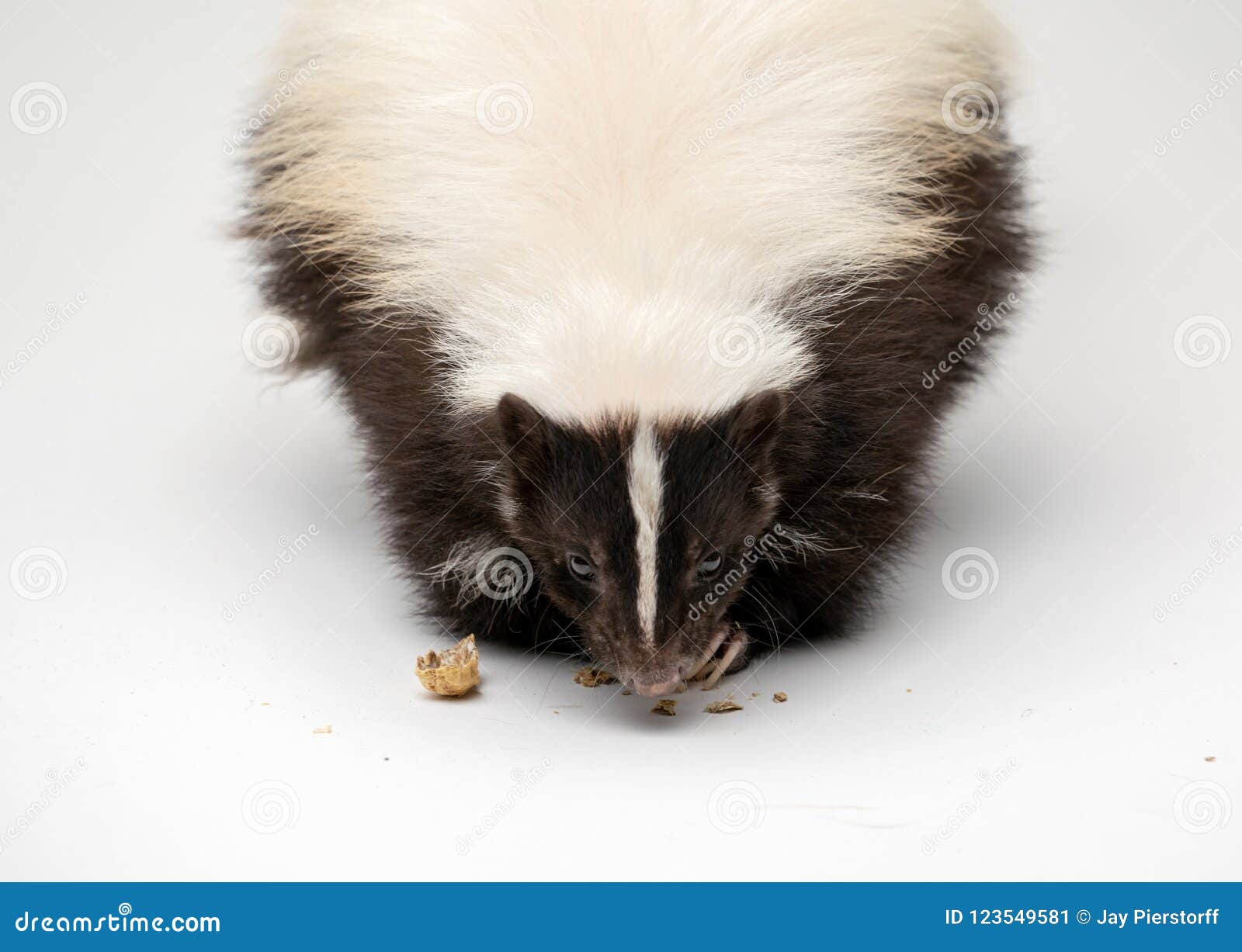 striped skunk - mephitis mephitis in front of a white background