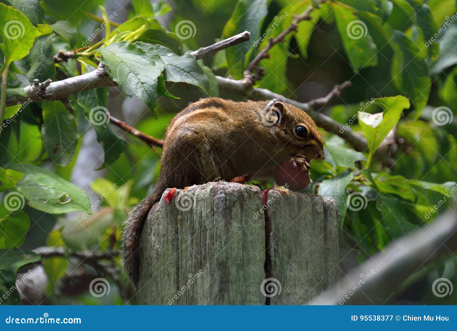 Striped squirrels stock image. Image of close, chipmunks 95538377