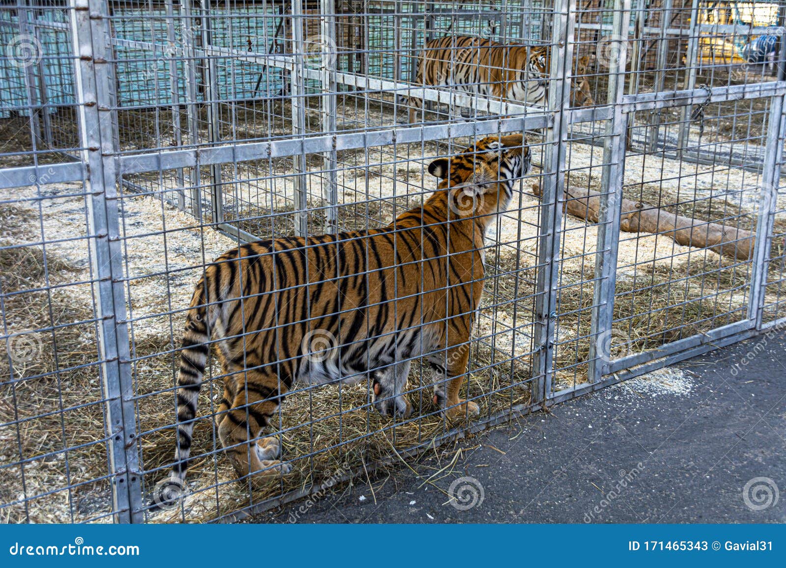 A Striped Tiger In A Cage Sniffs A Fence. Captivity Of Wild Predators Stock Image - Image Of Caravan, Aggression: 171465343