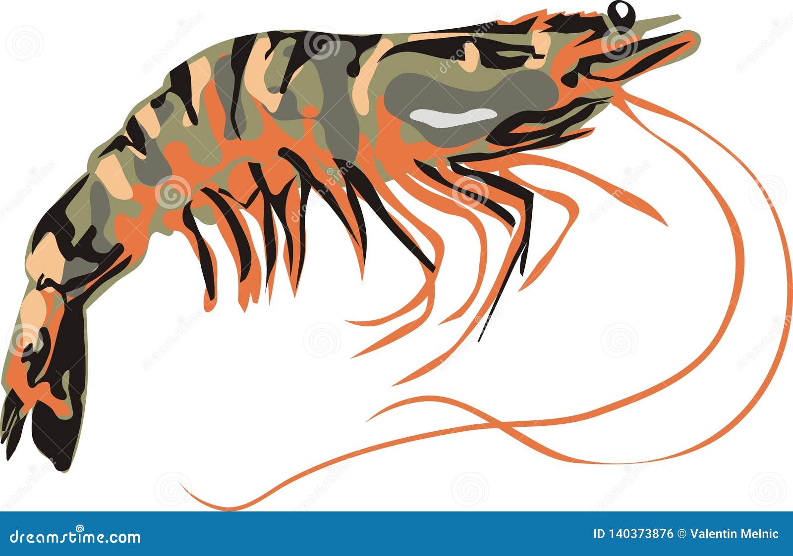 Striped tiger shrimp stock illustration. Illustration of long ...