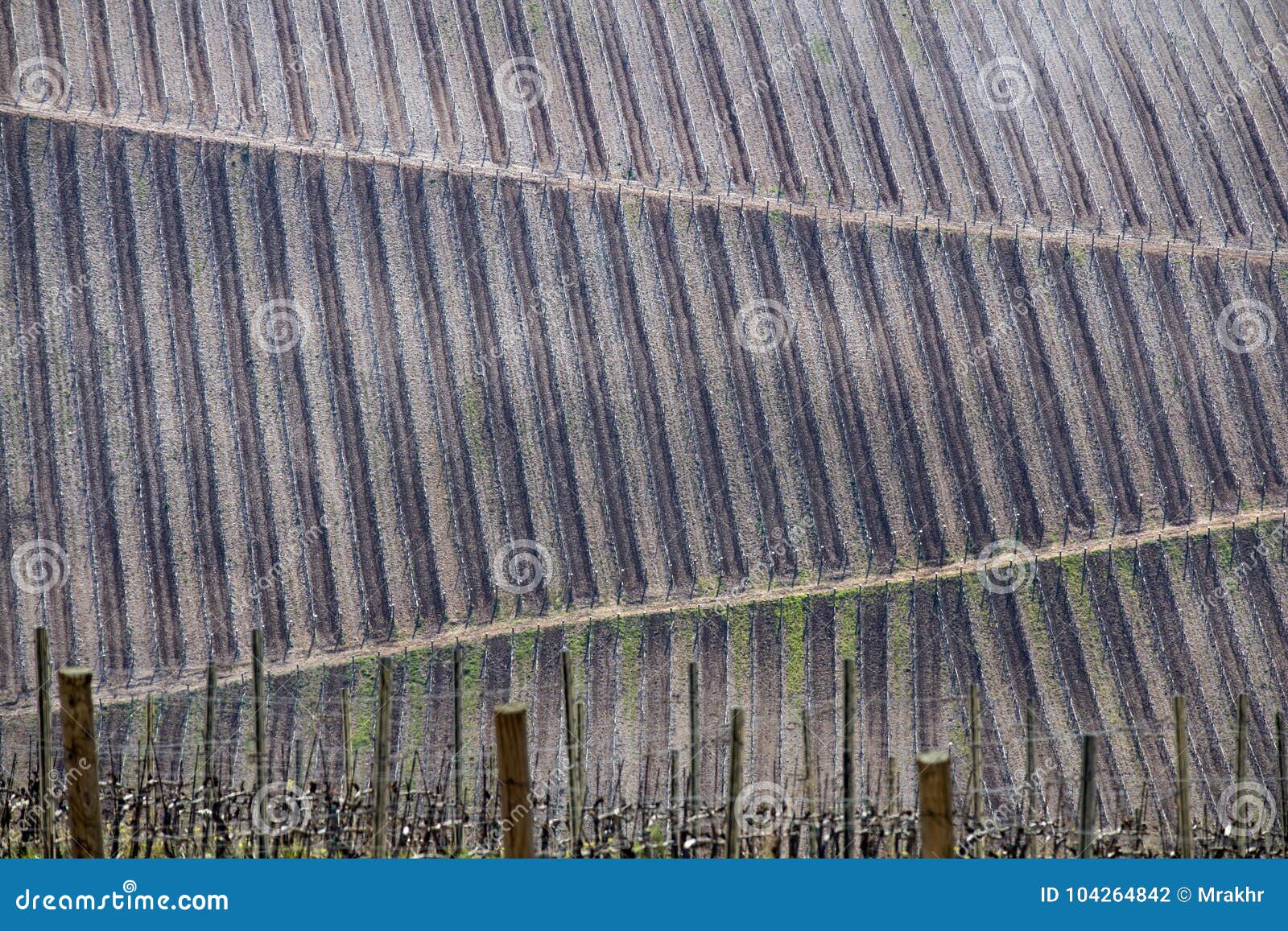 stripes of grapevine on hill