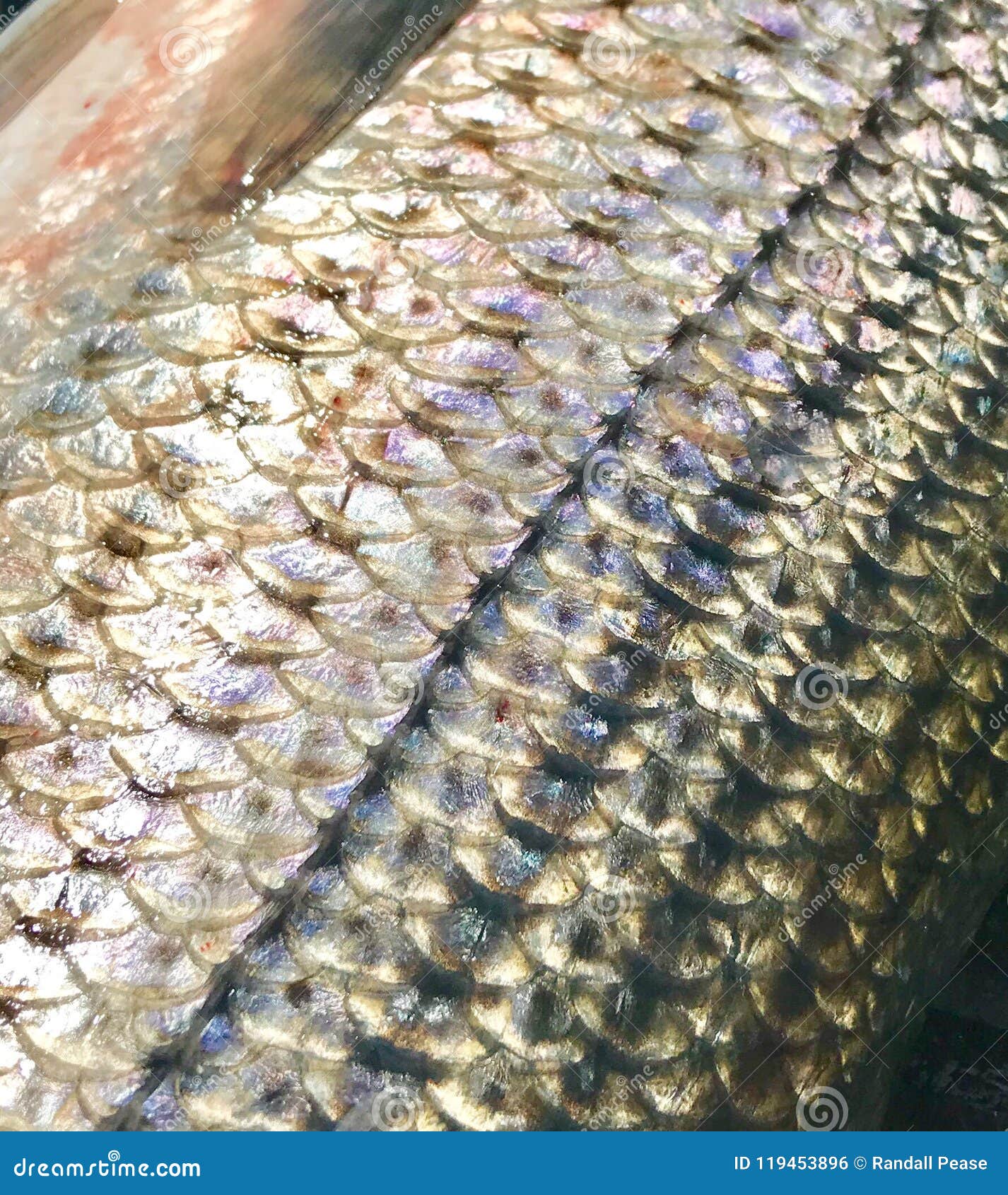 Striper Scales Stock Photos Free & RoyaltyFree Stock Photos from