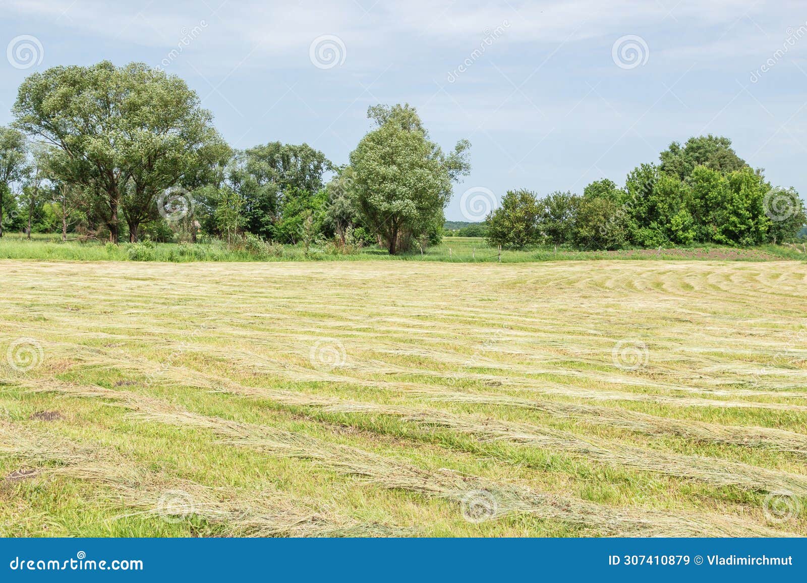 strips of freshly cut green grass for ensiling in the field