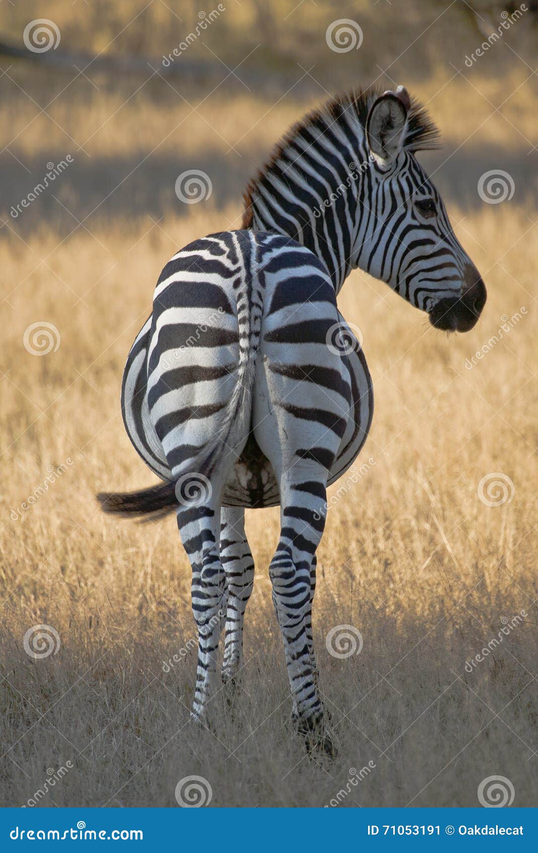 Per Piastra Antigraffio Per Battipenna Per Chitarra Elettrica - Foto 2