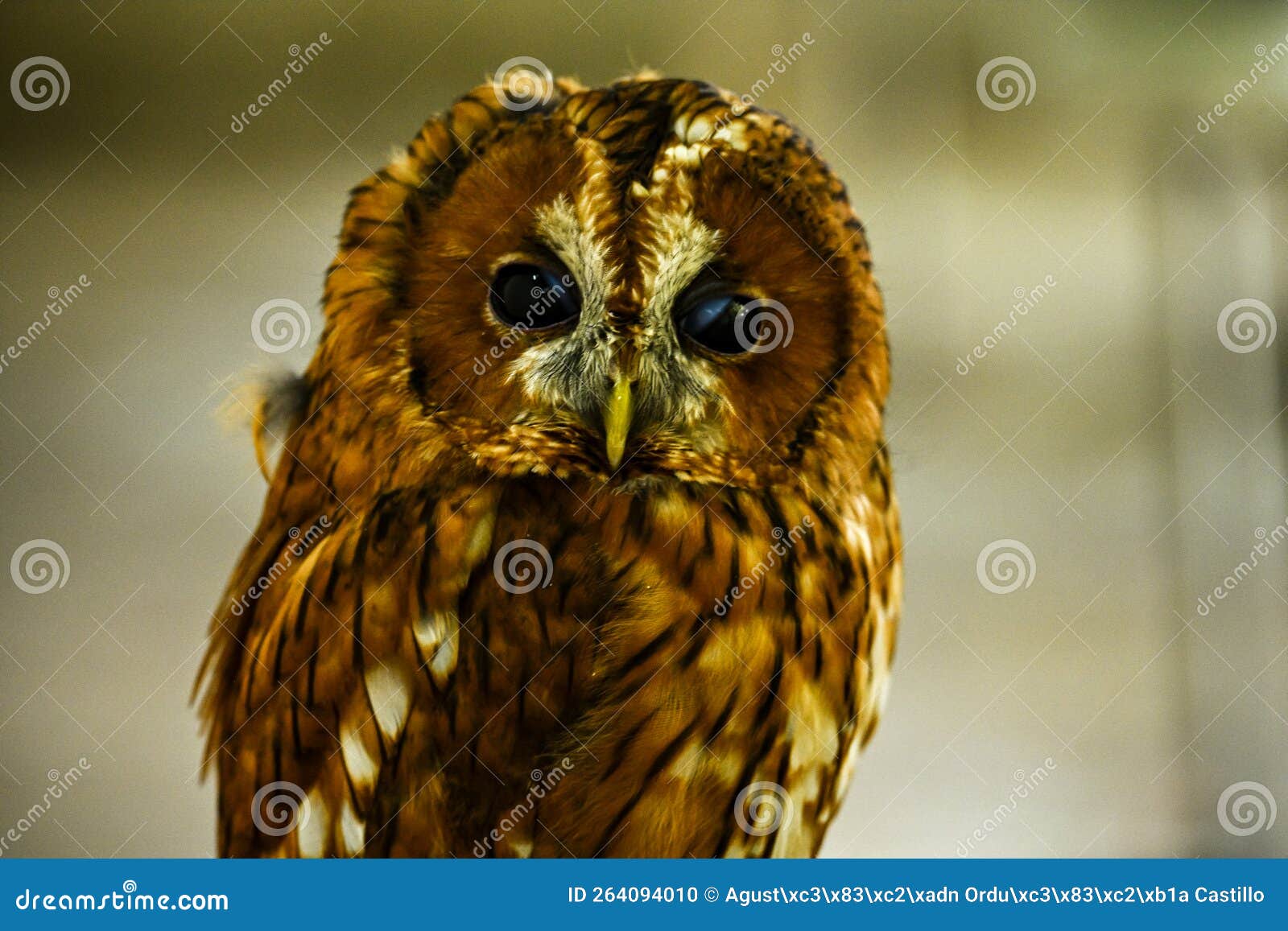 strix aluco or common tawny owl, red phase, is a medium-sized bird of prey in the order strigiformes.