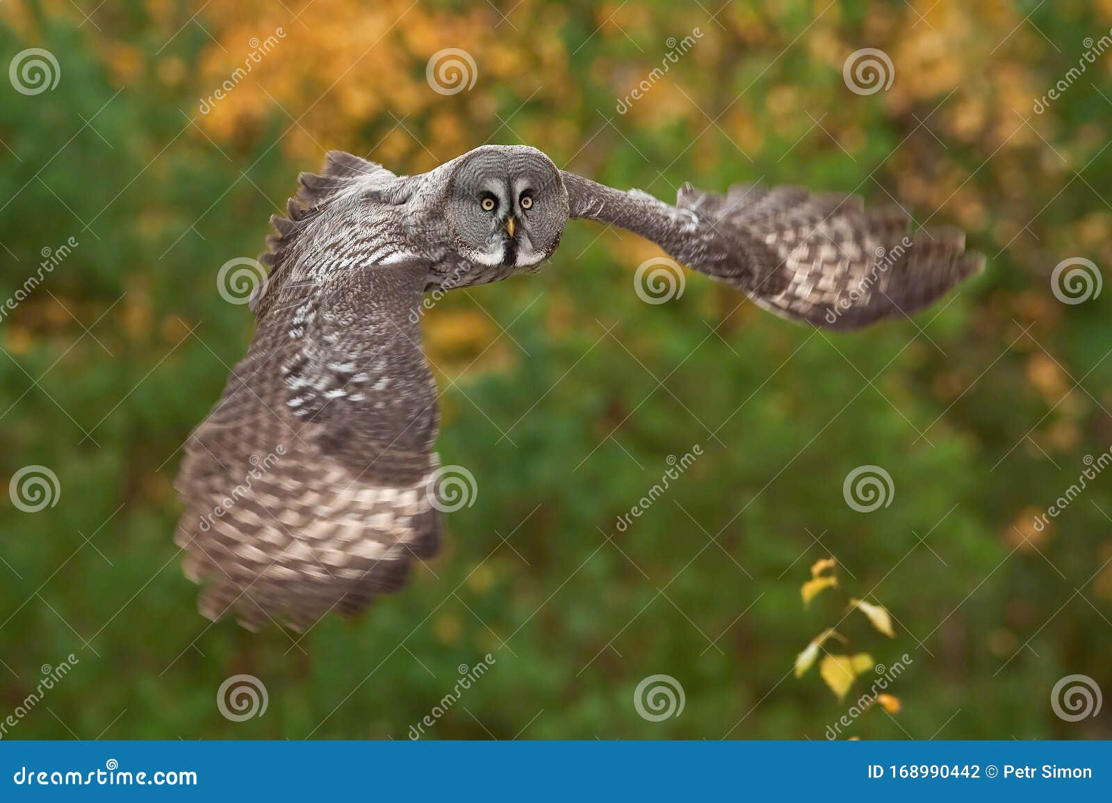 strix nebulosa, great grey owl