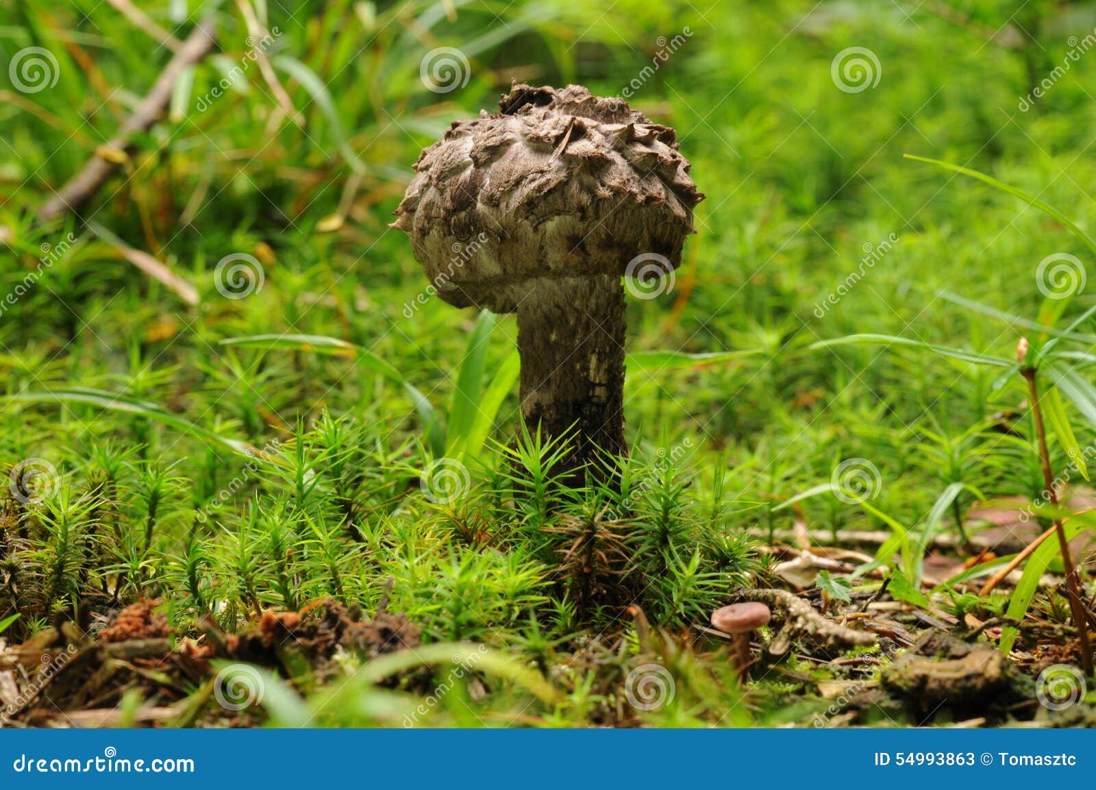 strobilomyces strobilaceus fungus