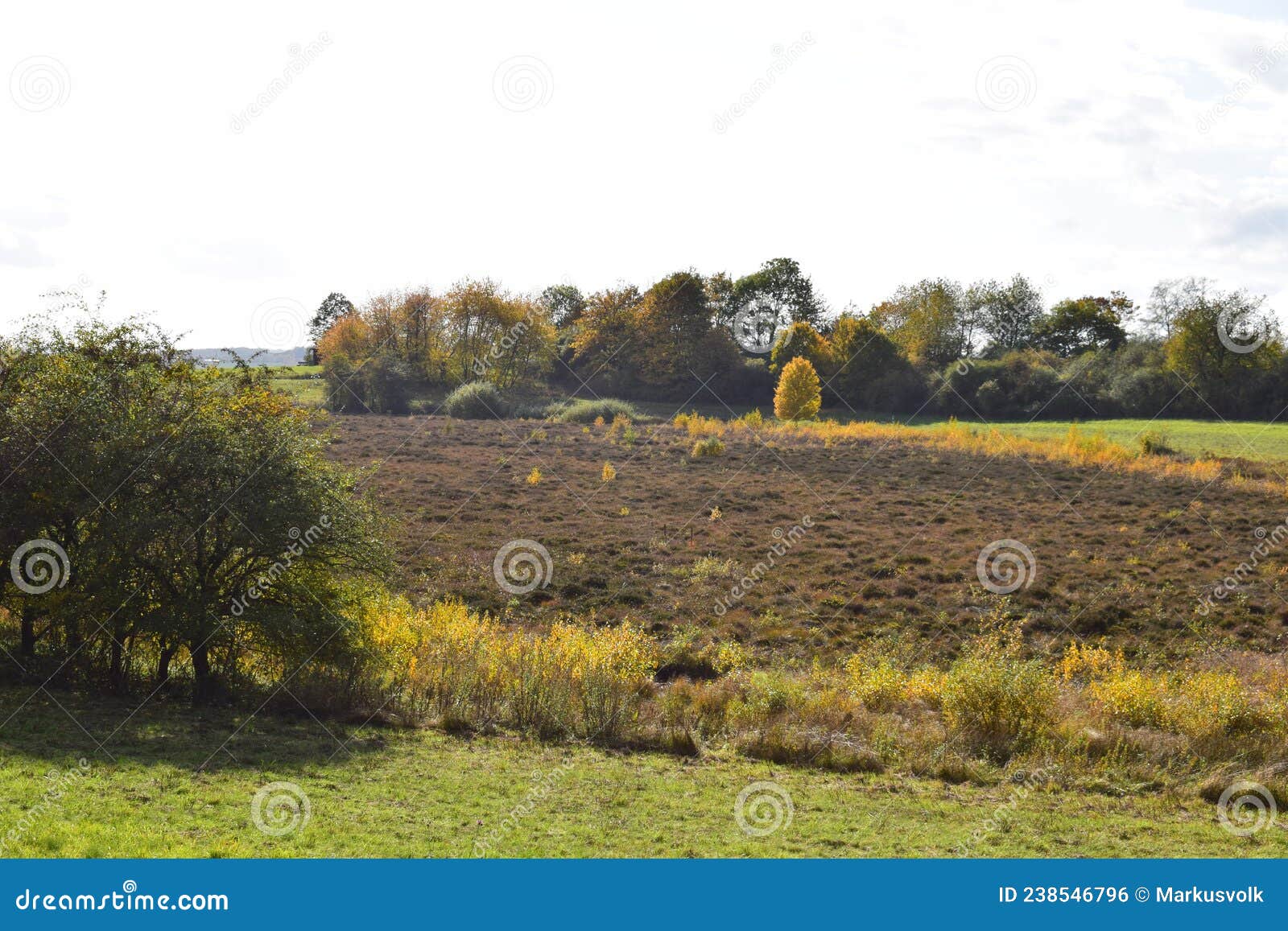 strohner mÃÂ¤rchen brown swamp in the middle with a yellow plant ring around