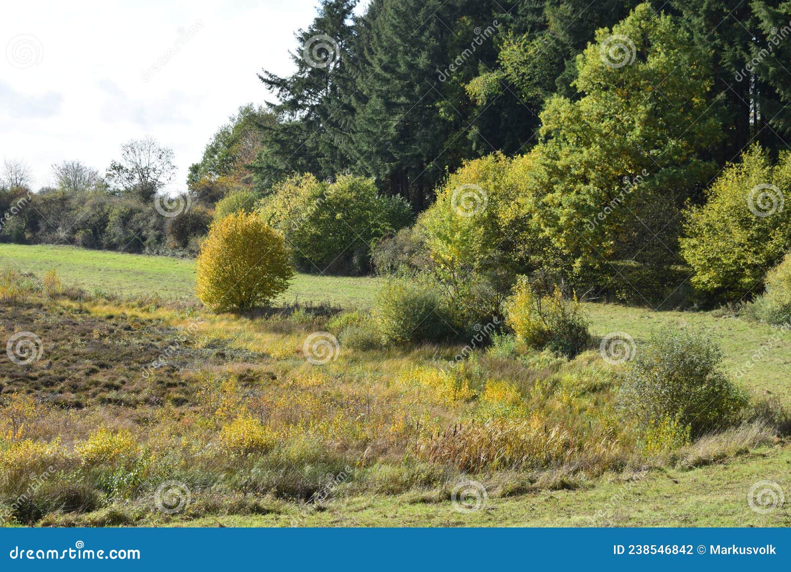 strohner mÃÂ¤rchen with a small yellow tree on the shore during autumn