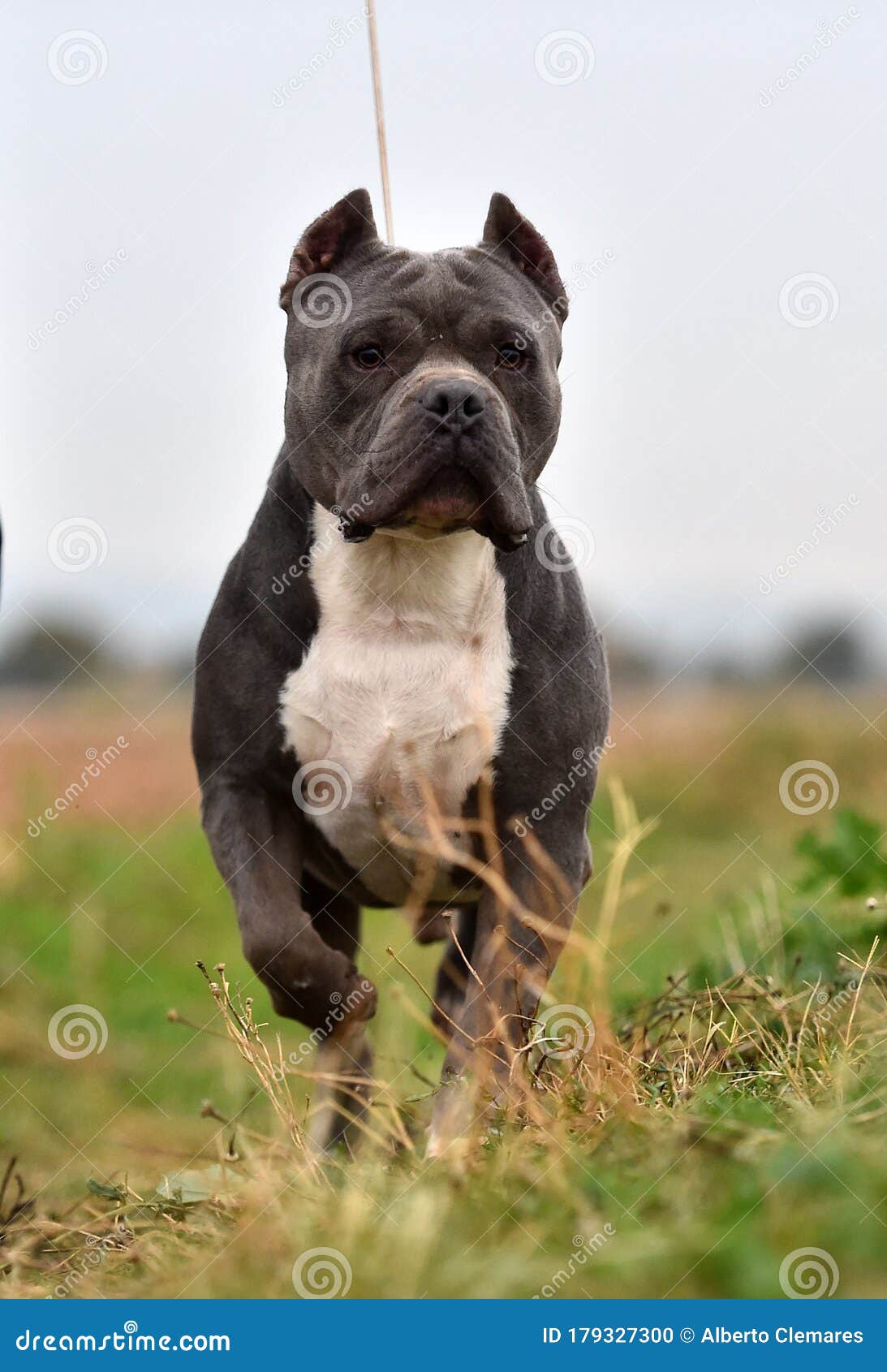 A Strong American Bully Dog Stock Photo - Image of fence, purebred:  179327458