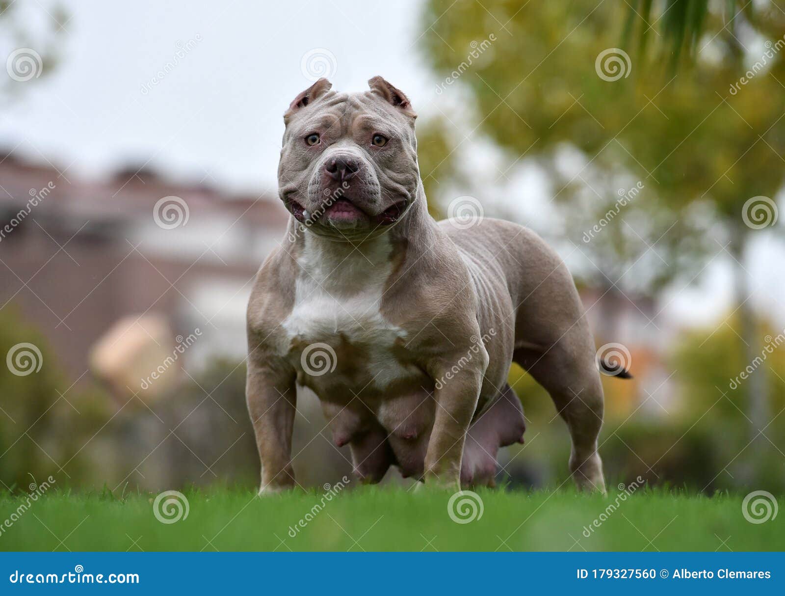 bully dog brindle