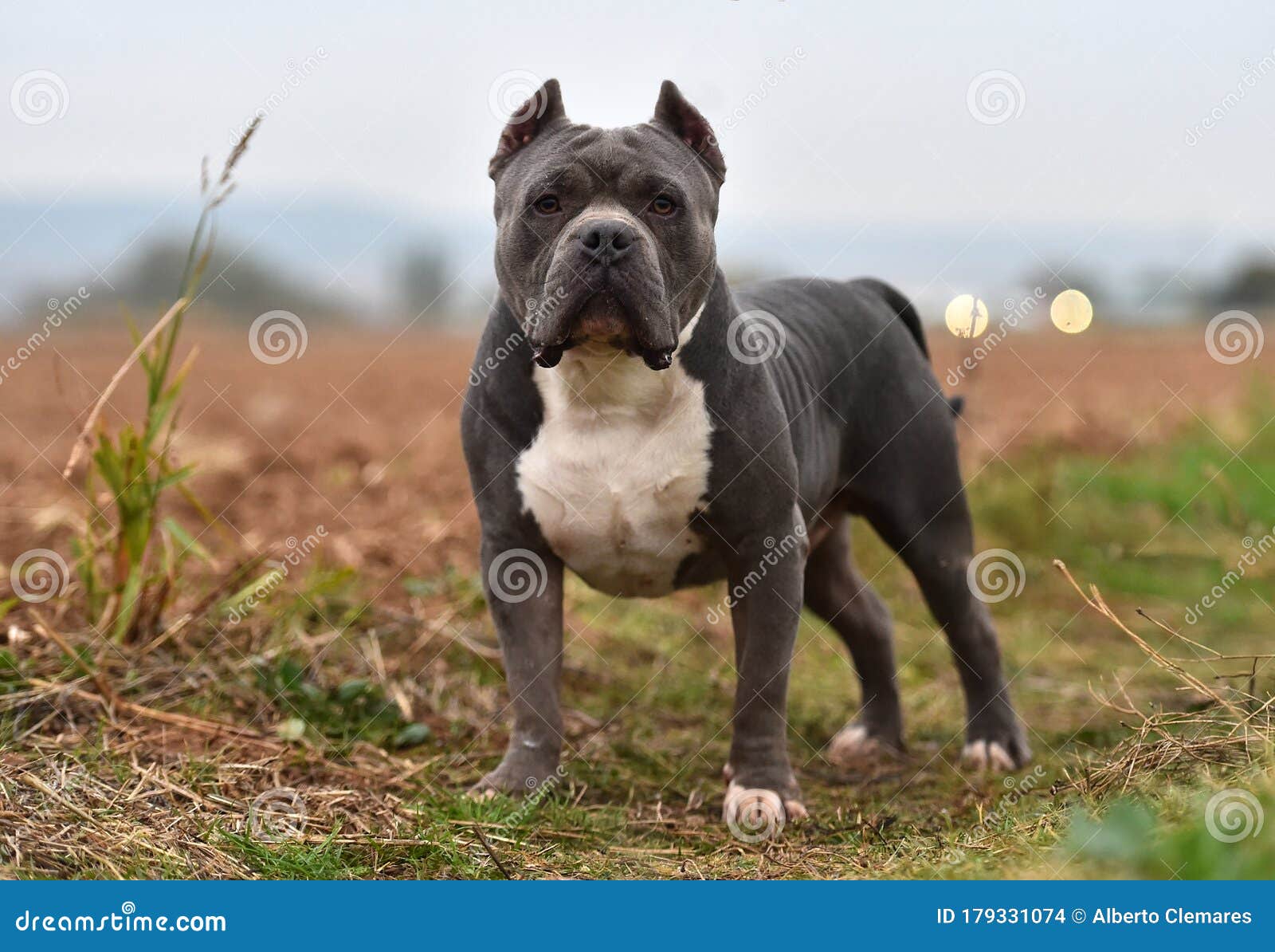 A Strong American Bully Dog Stock Photo - Image of fence, purebred:  179327458