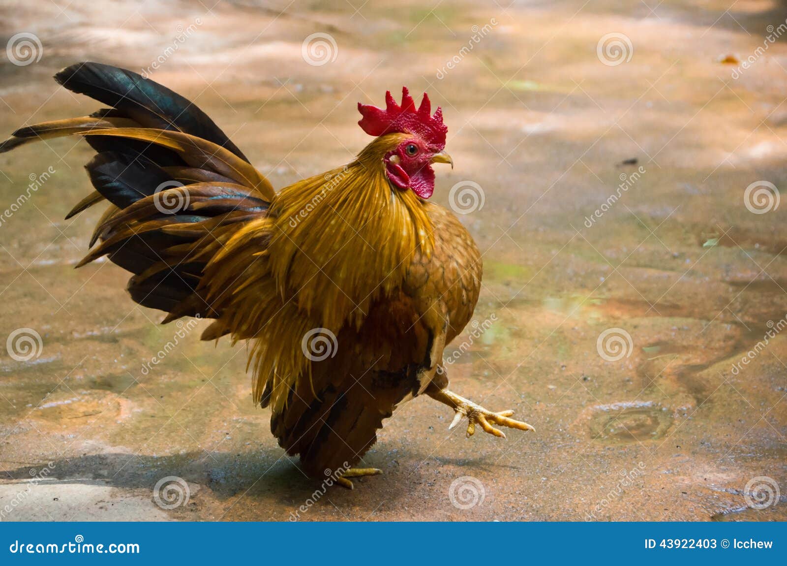 Strong and Big Rooster stock image. Image of summer, nature 43922403