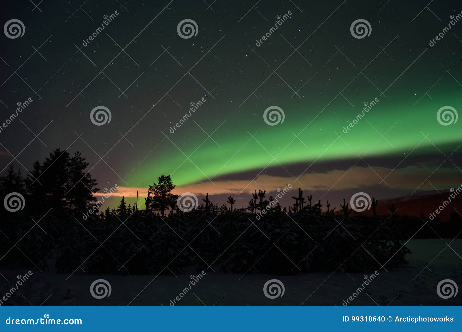strong dreamy aurora borealis on star filled nigh sky over spruce trees and snowy field