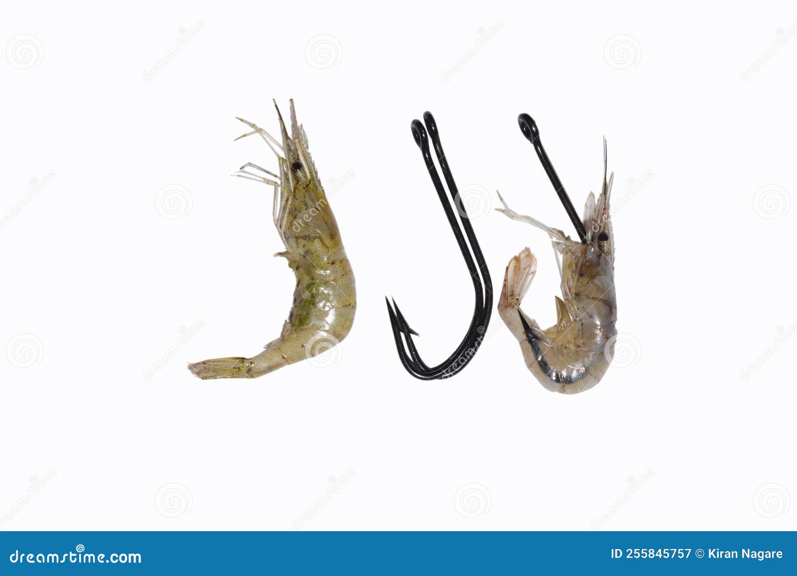 Strong Fishing Hook and Shrimp Stock Image - Image of seafood, healthy:  255845757