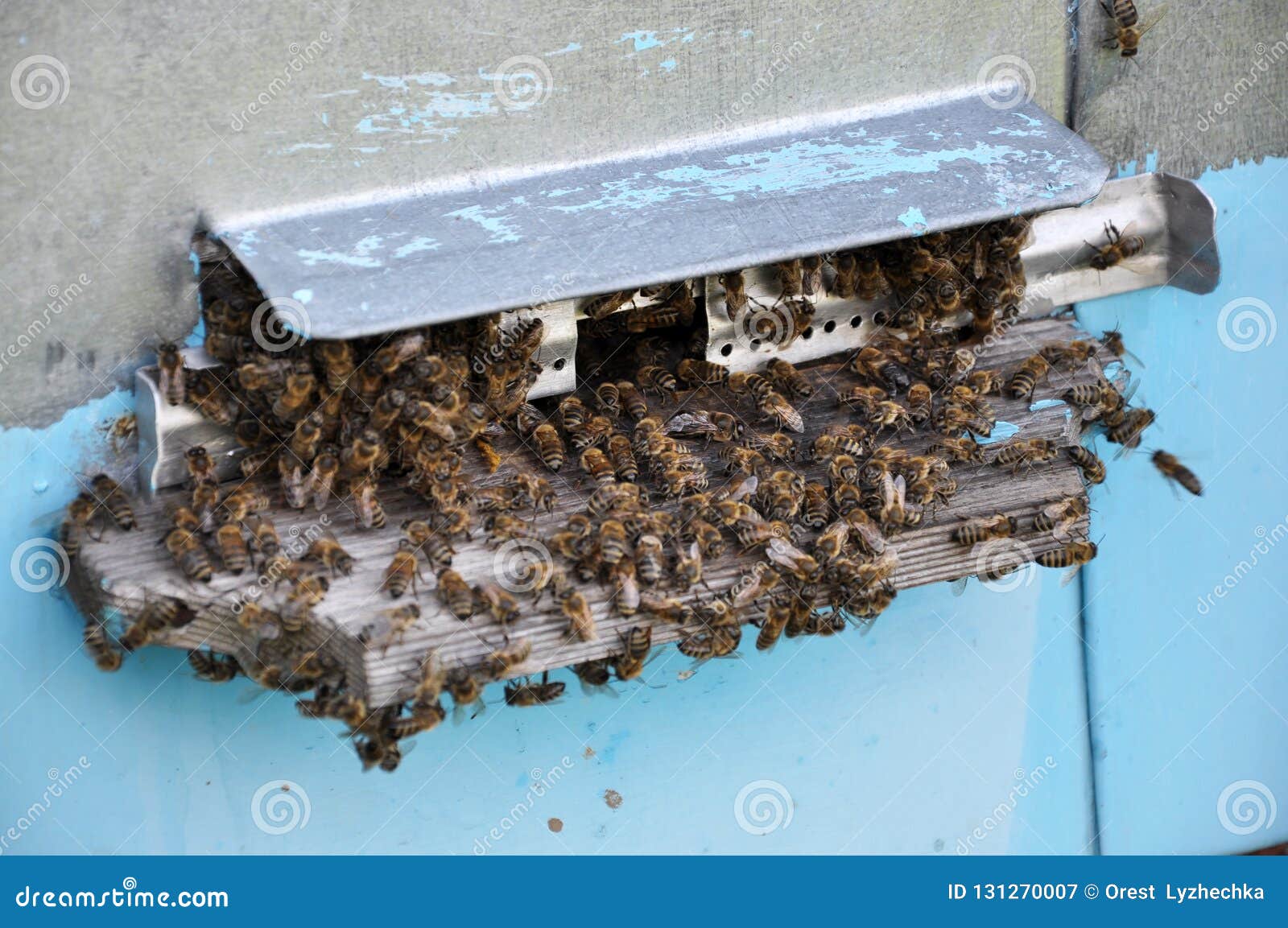 With Strong Heat a Part of the Bees Comes Out of the Hive Stock Image Image of close, honey