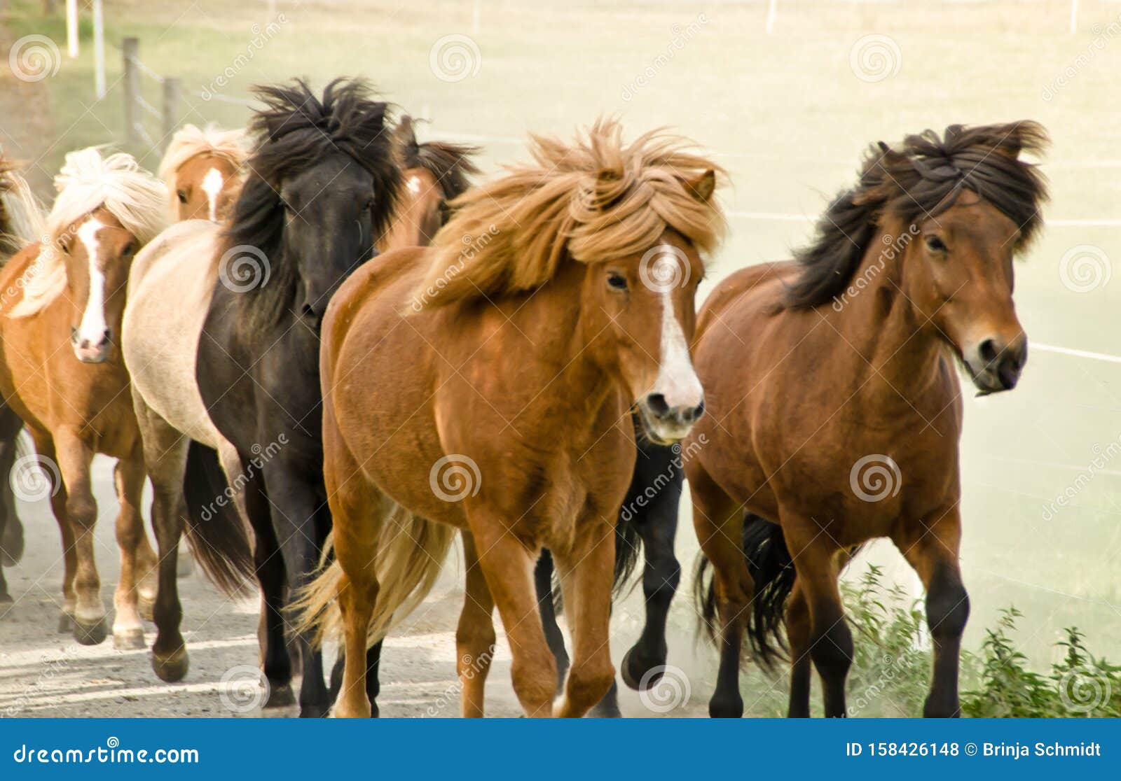 a herd of wild icelandic horses are galopping directly in the direction of the camera