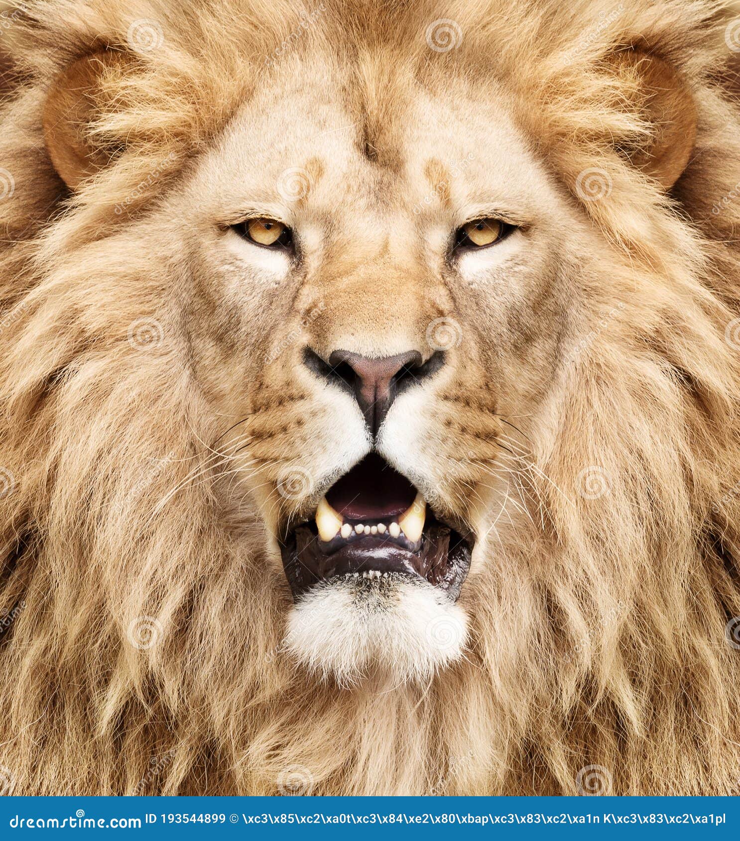 Strong male lion stock image. Image of masculinity, head - 193544899