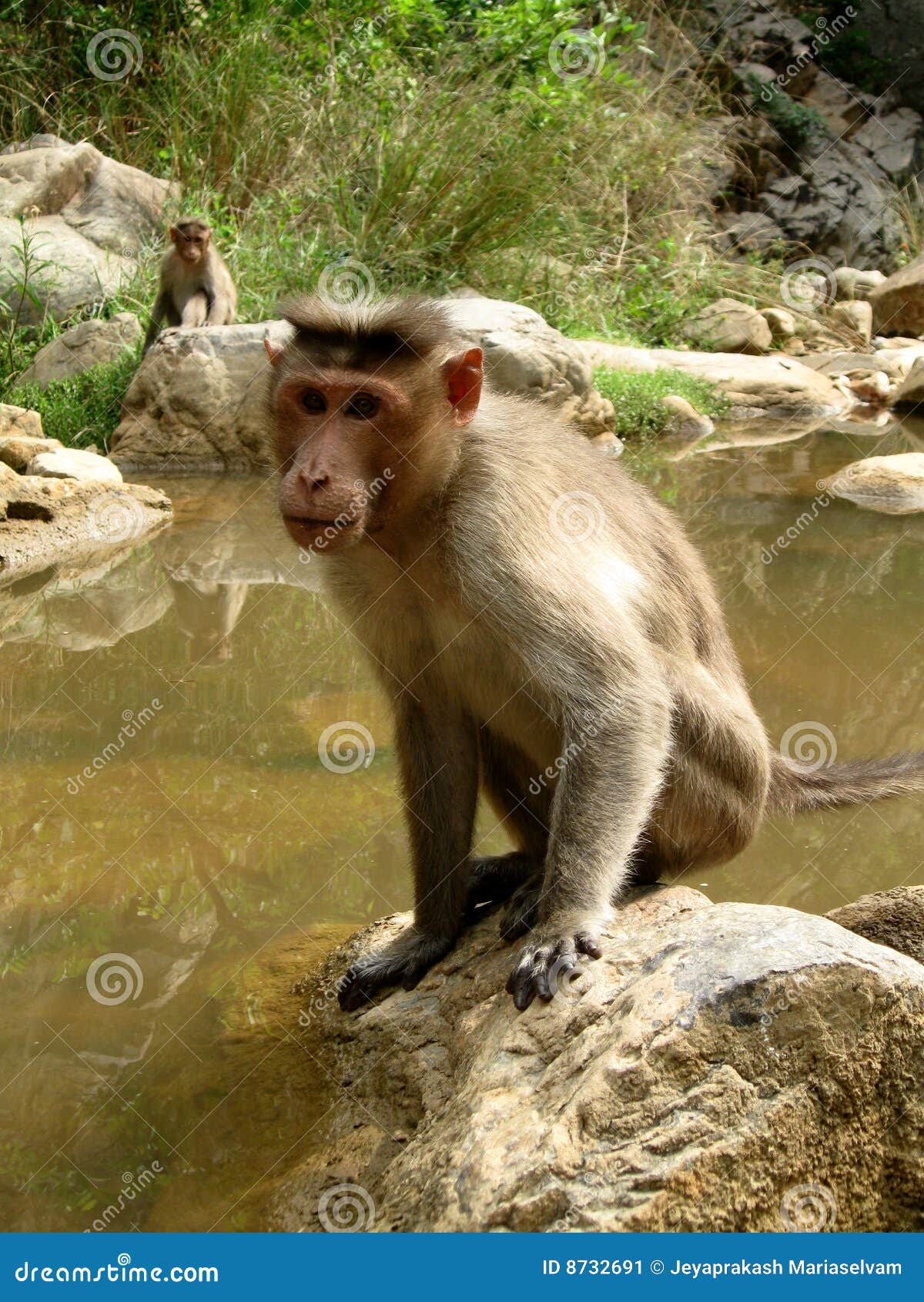  Strong monkey  stock image Image of large monkey  sitting 