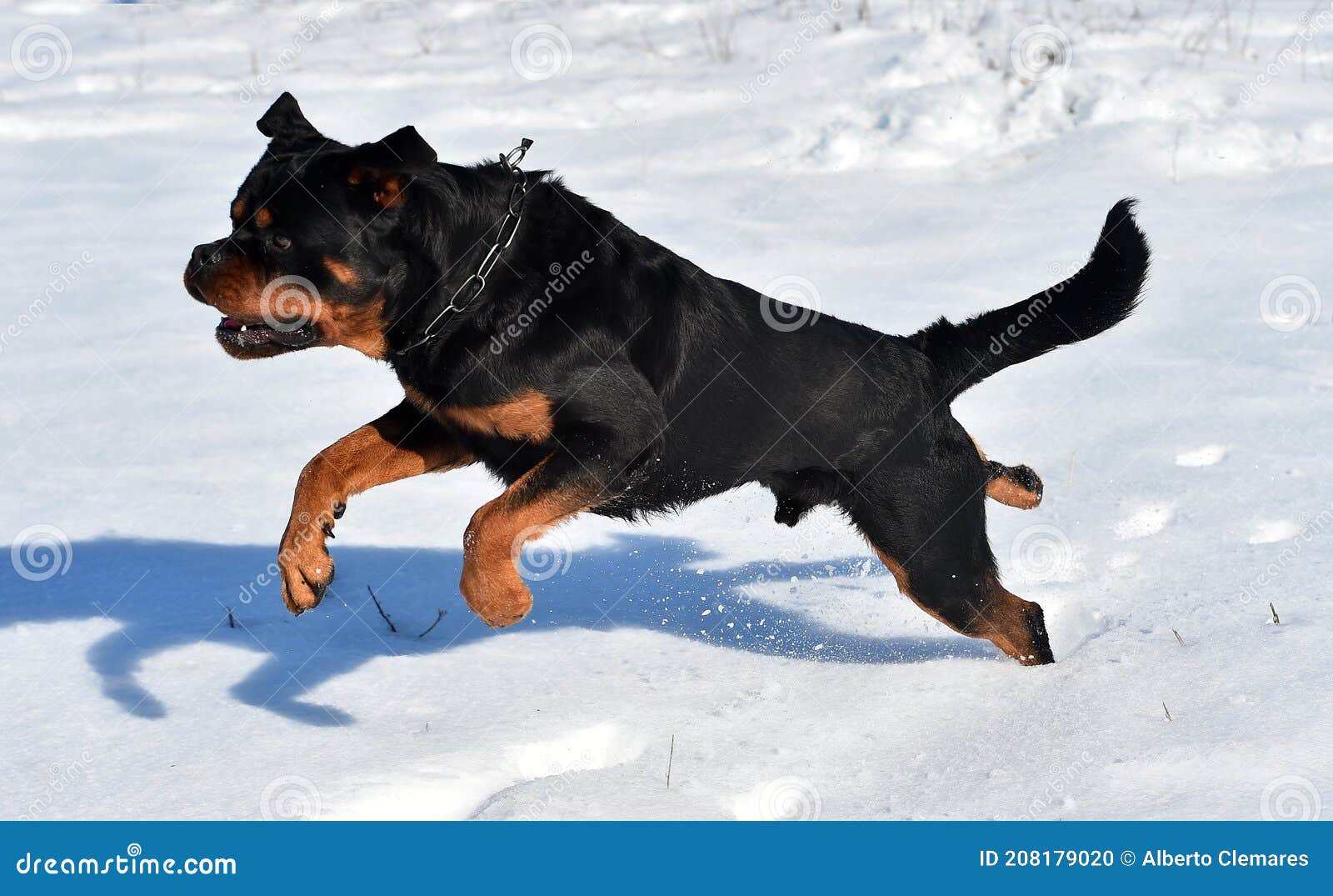 A Muscular Rottweiler Running in the White Snow Stock Photo Image of