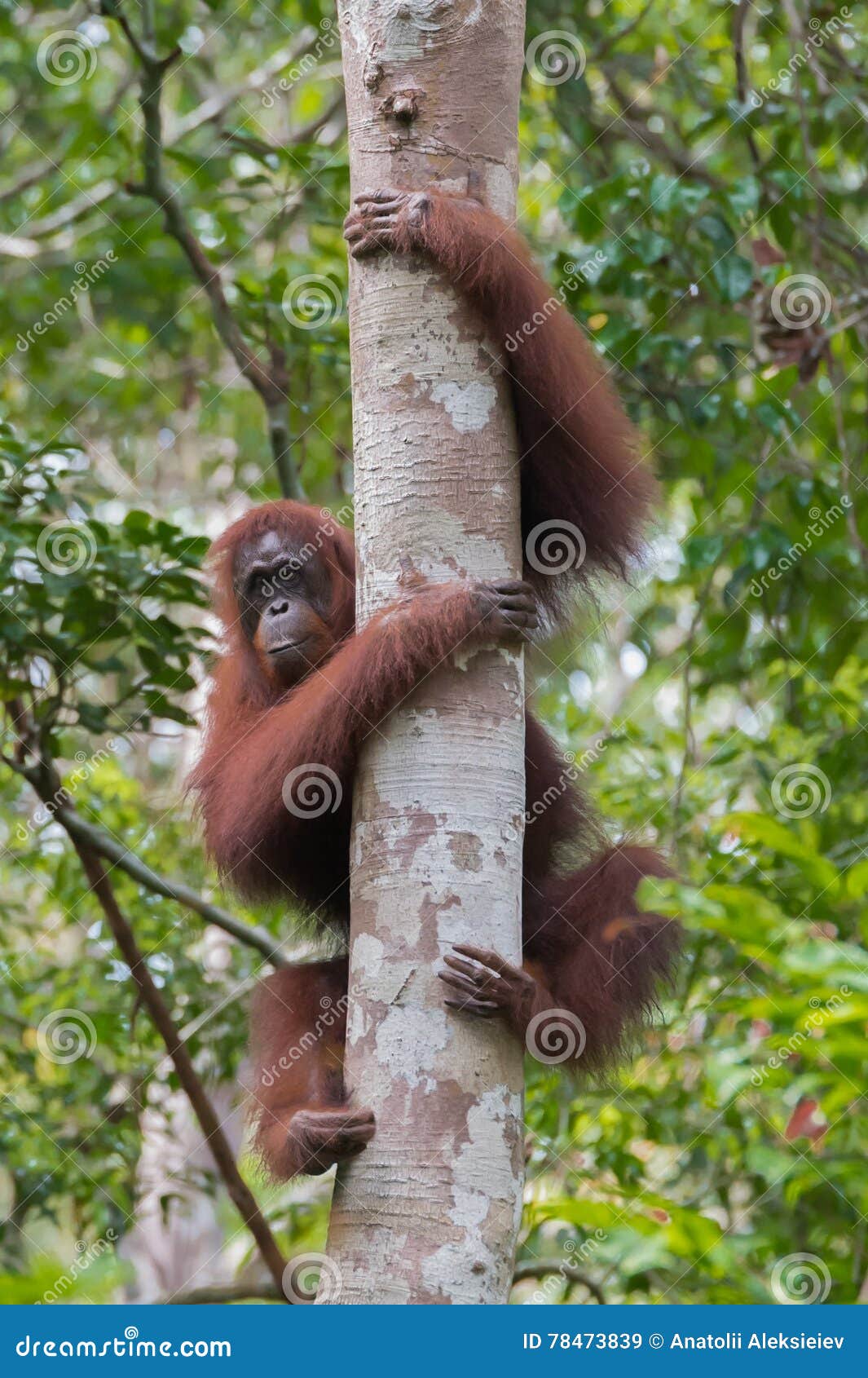 Strong Red Orangutan  Grabbed Hands And Feet  Thick Tree On 