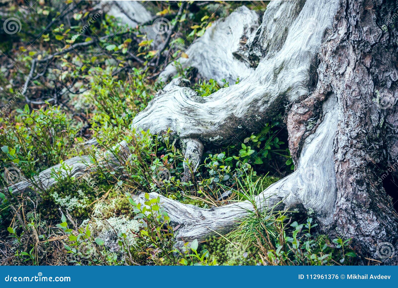 Strong Roots of Trees in Cedar Grove. Stock Photo Image of background