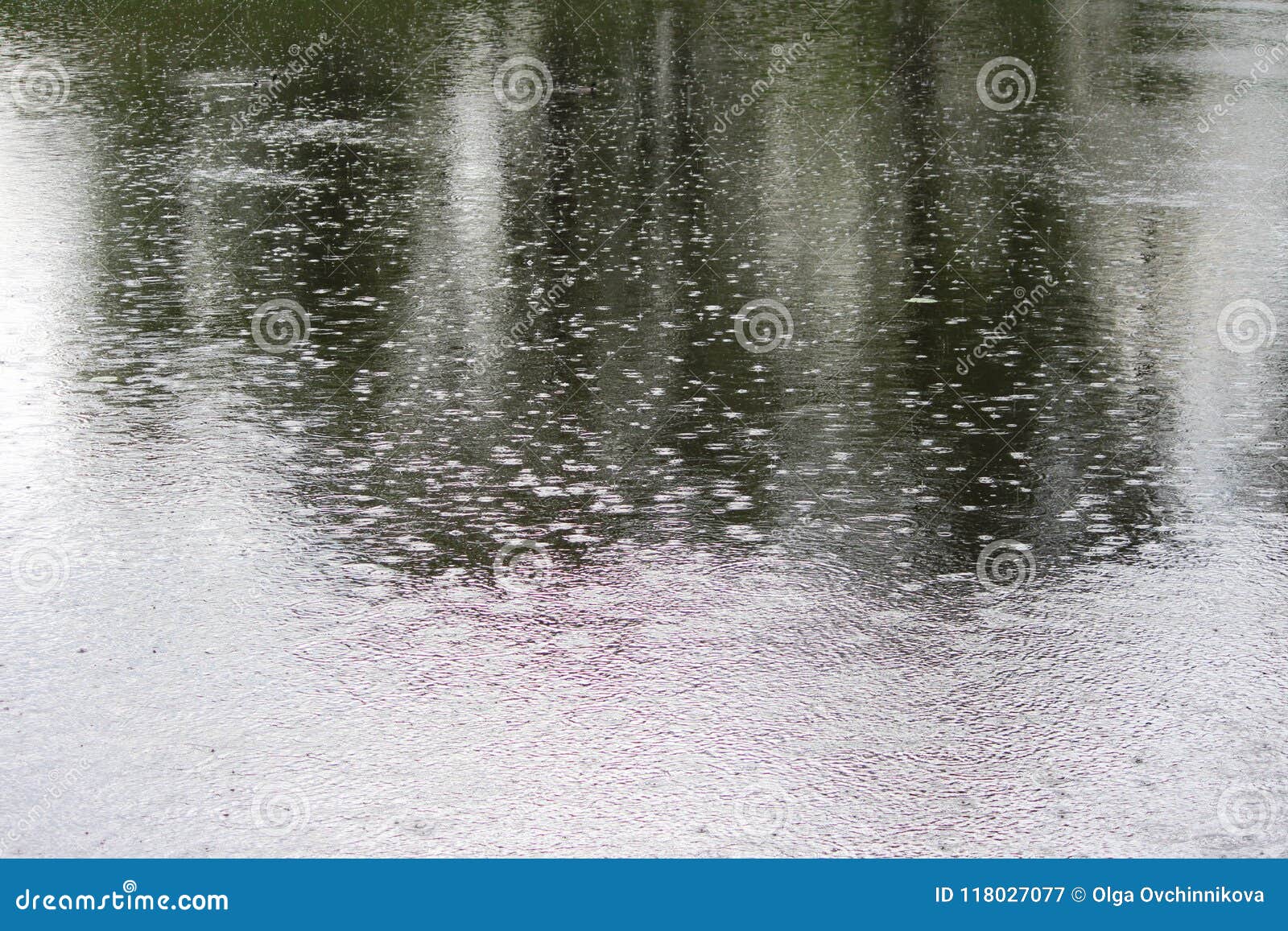 A Strong Summer Downpour on the Lake. Drops of Rain Fall into the Water